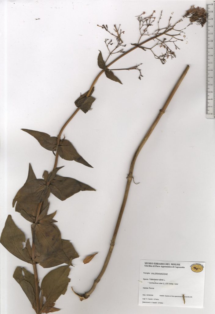 Camarezza comune, Valeriana rossa