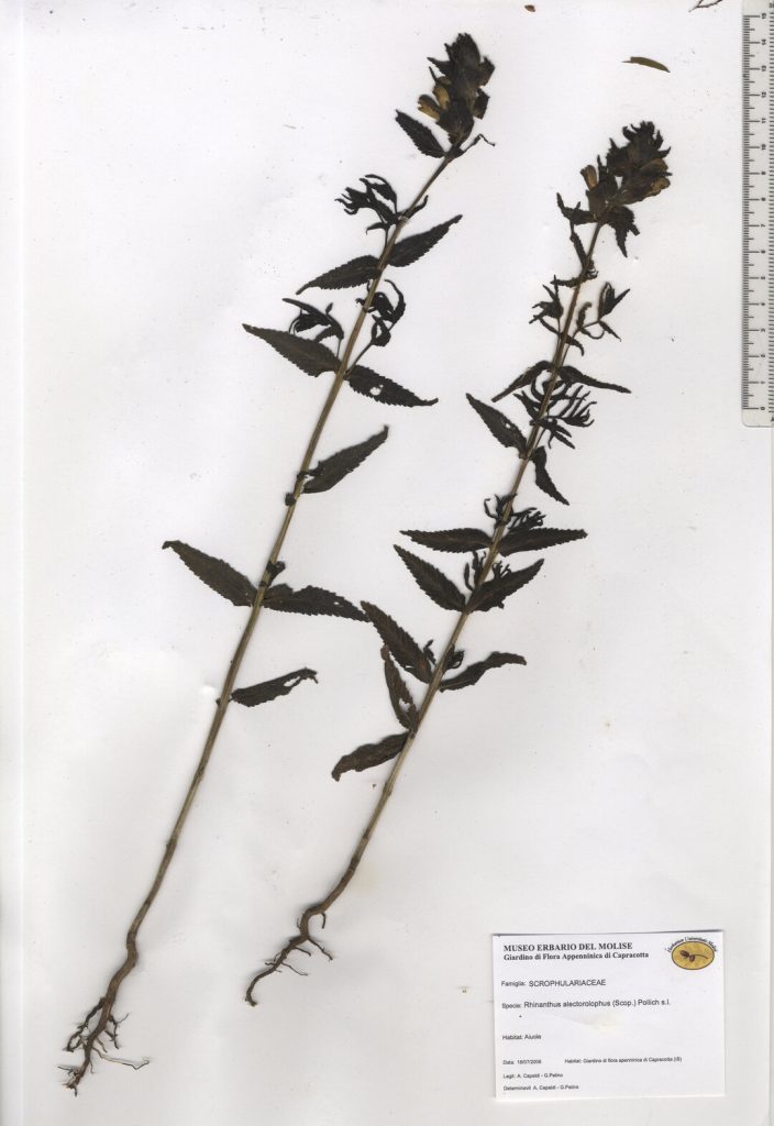 Cresta di gallo comune