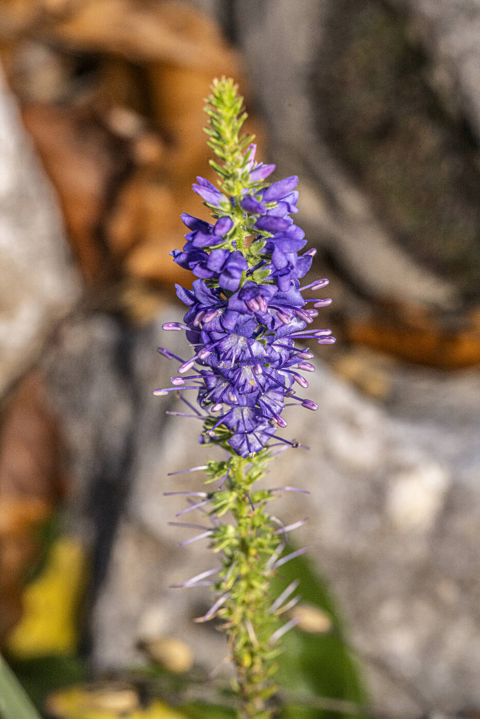 Z7F_0010