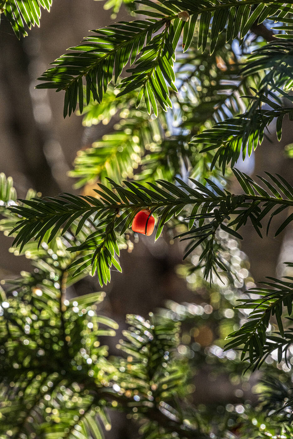 Z7F_0027