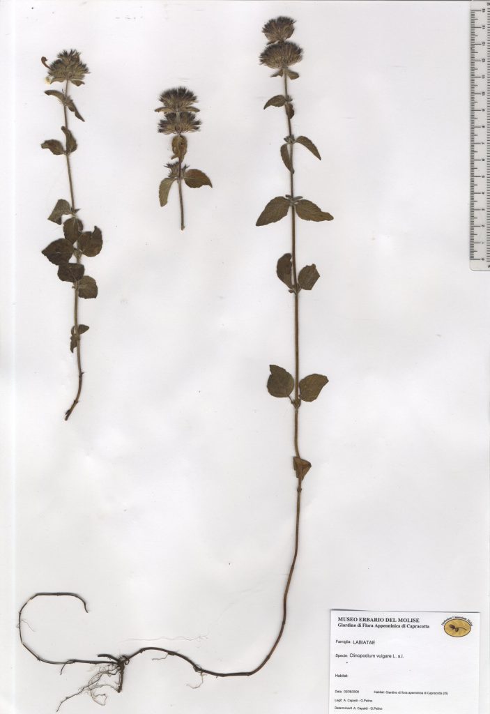 Clinopodio dei boschi