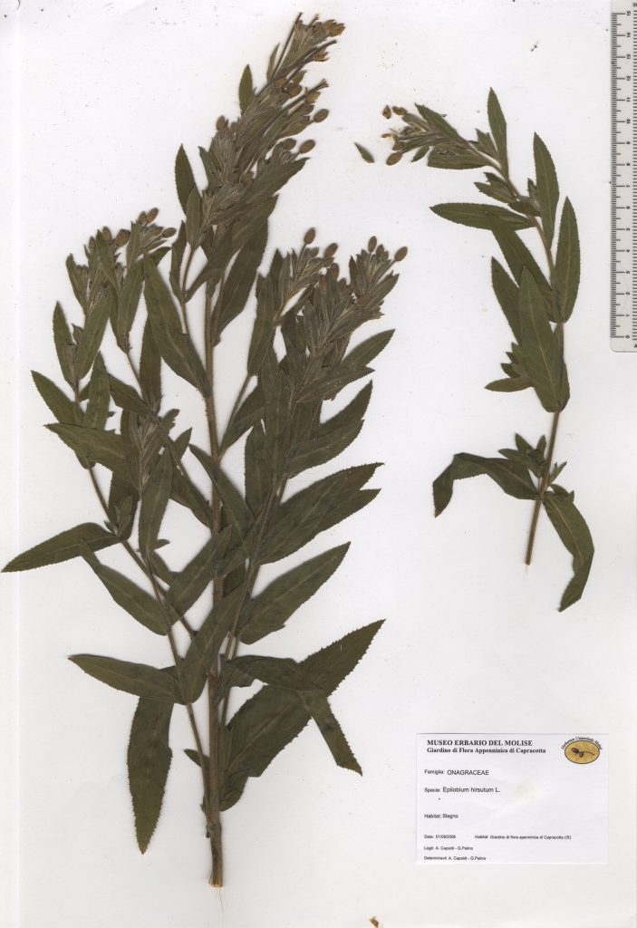 Garofanino d’acqua