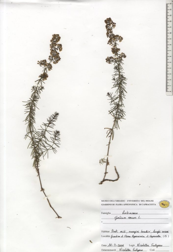 Caglio zolfino, Erba zolfina