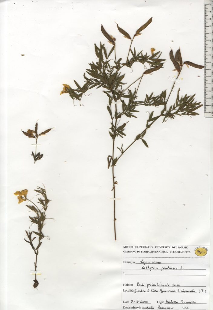 Cicerchia dei prati, erba galletta