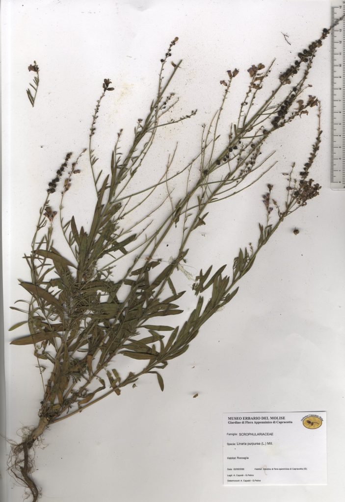 Linajola purpurea, Linaria purpurea.