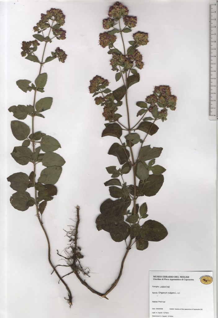 Origano comune, Maggiorana selvatica
