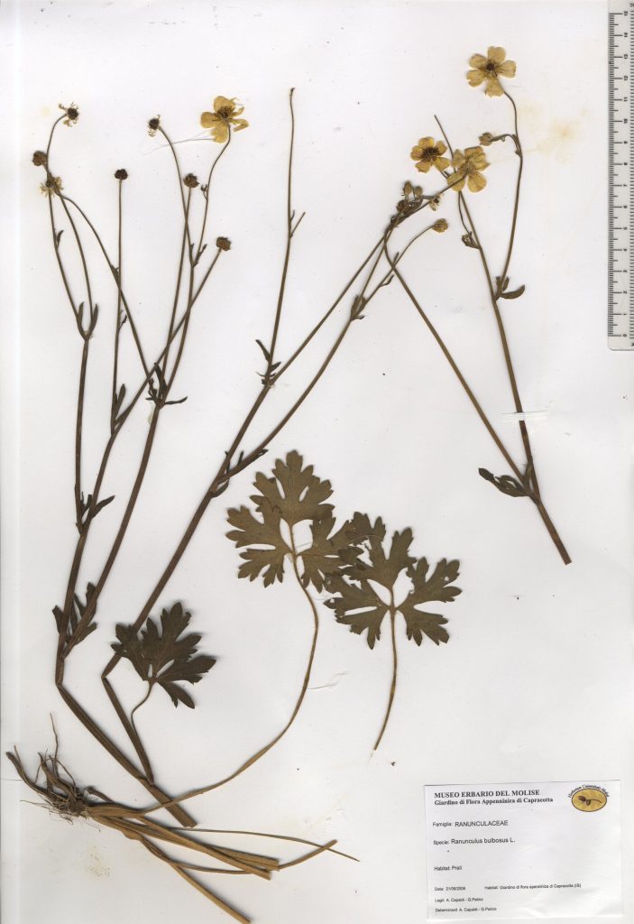 Ranuncolo bulboso