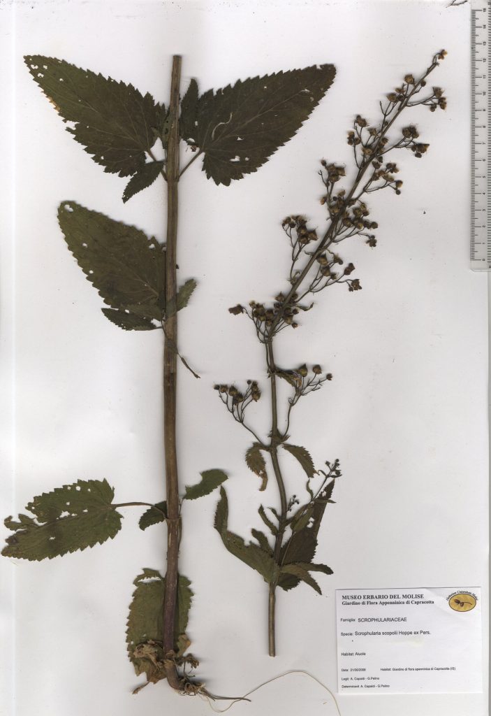 Scrophularia di Scopoli