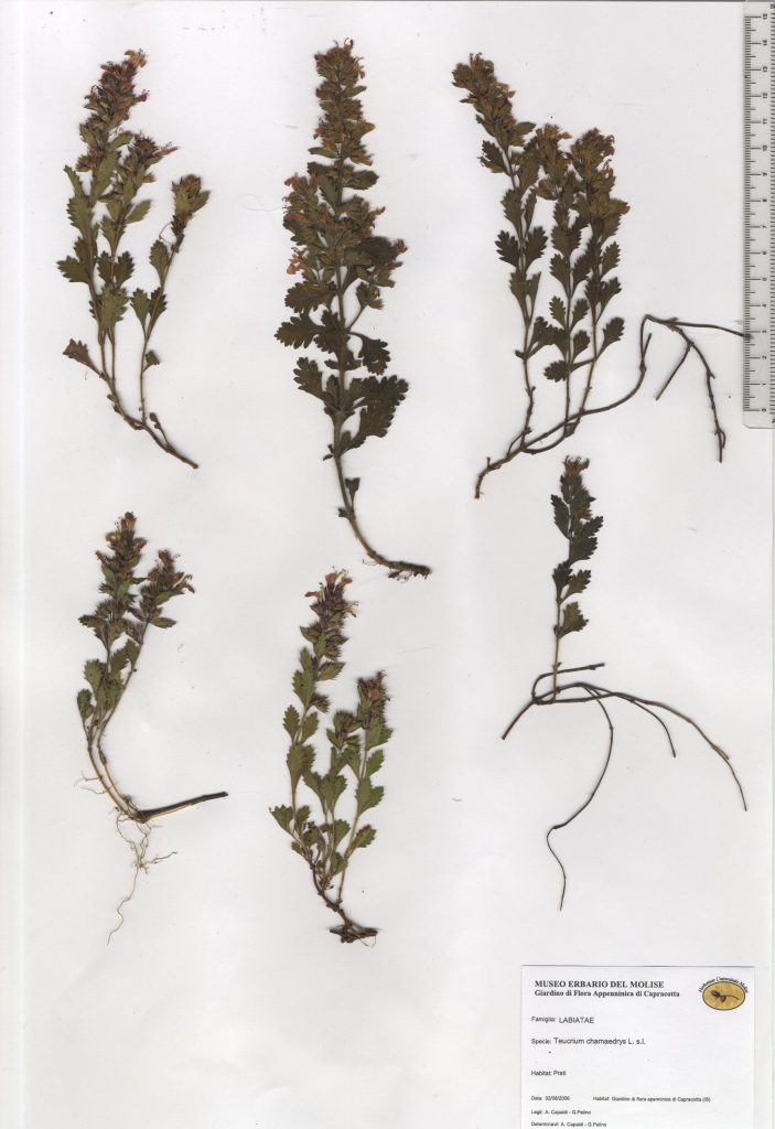 Camedrio comune, querciola, calamandrea