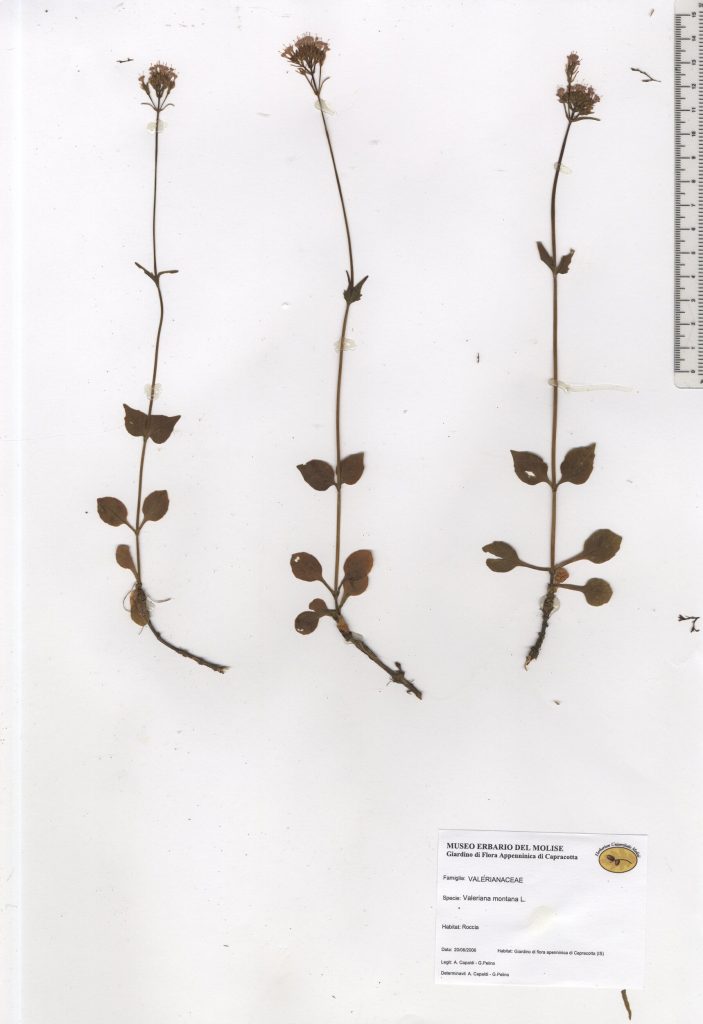 Valeriana montana