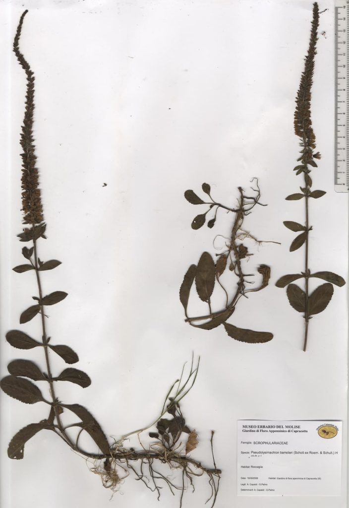 Veronica di Barrelier