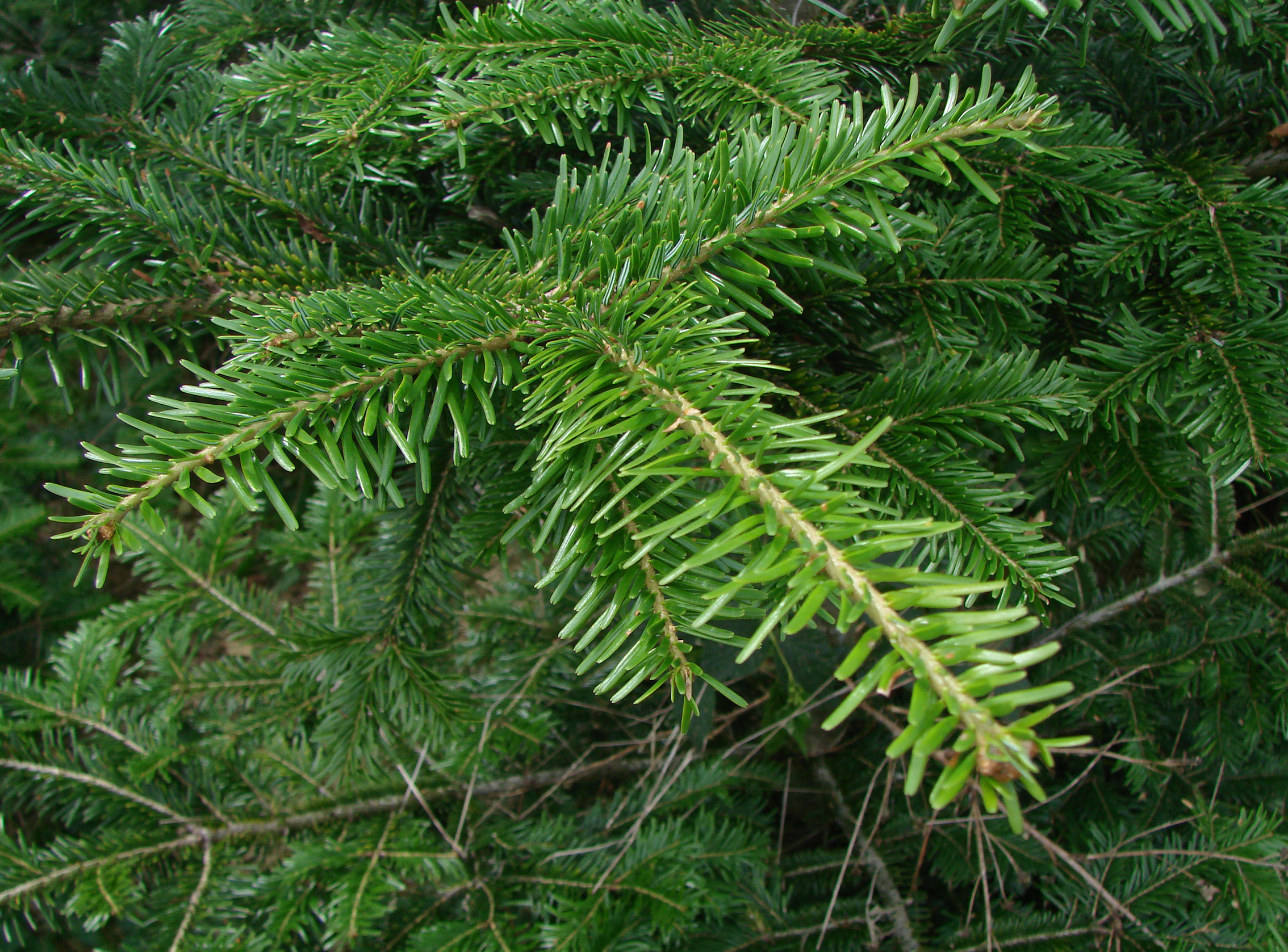 Abies alba Mill.