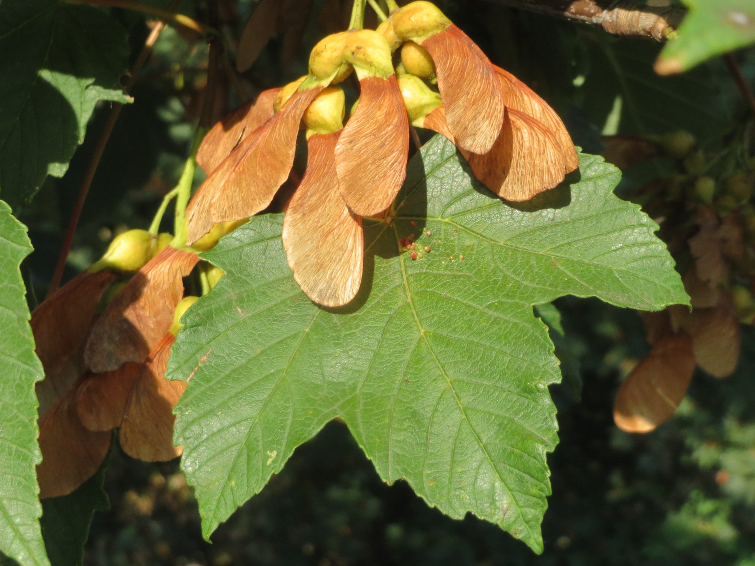 Acer pseudoplatanus L.