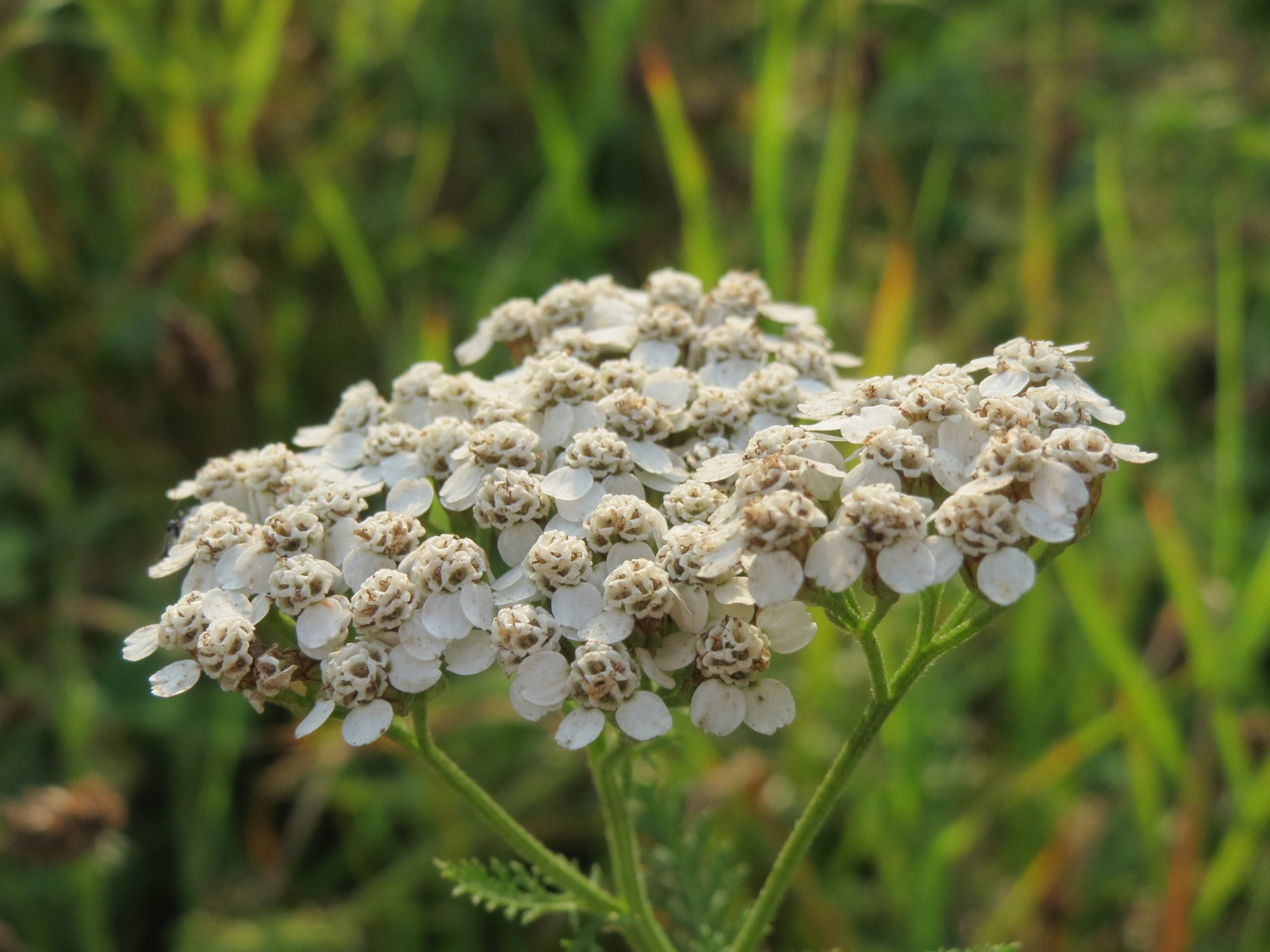 Achillea millefolium L.