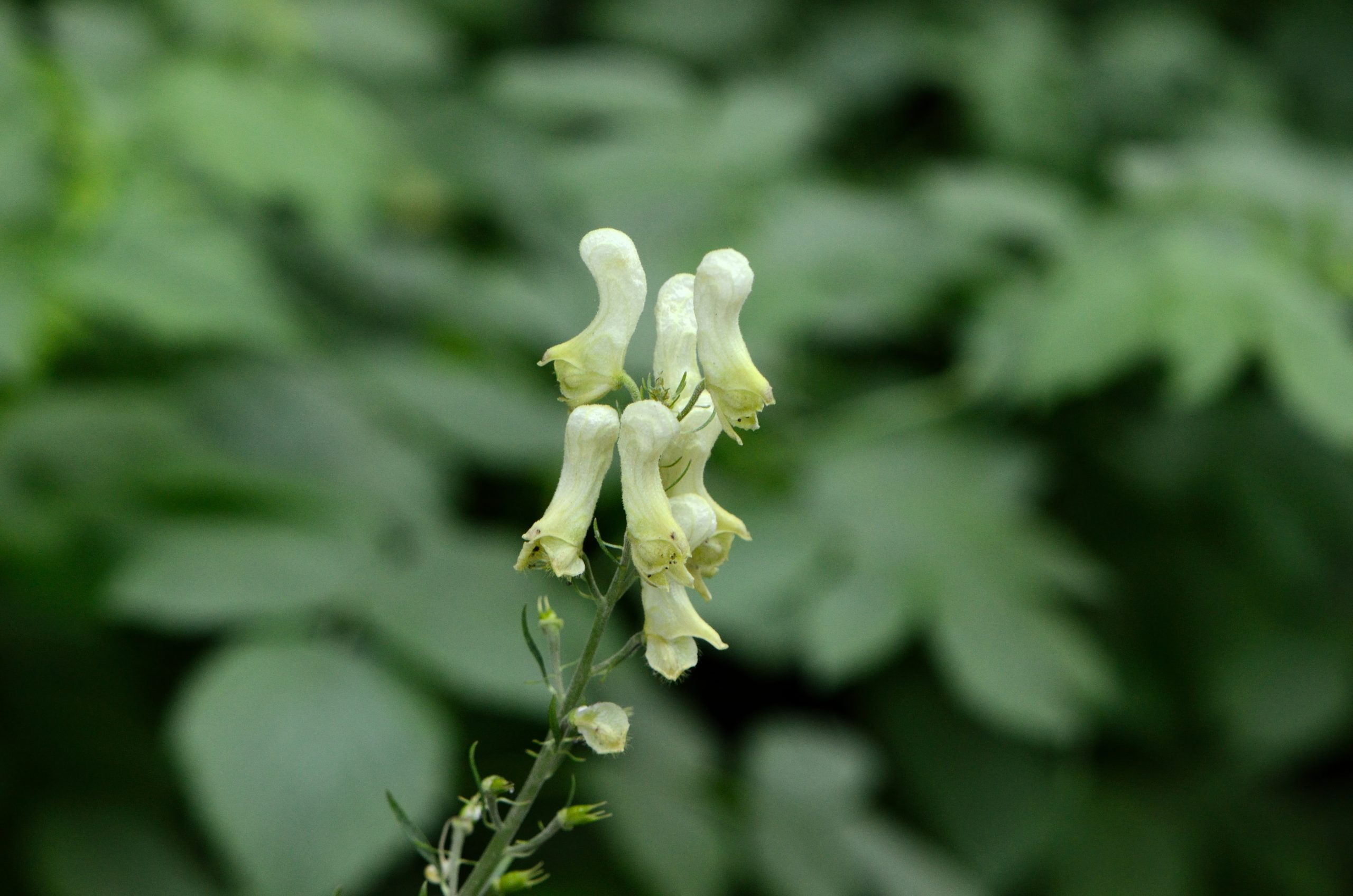 Aconitum lycoctonum L. emend. Koelle