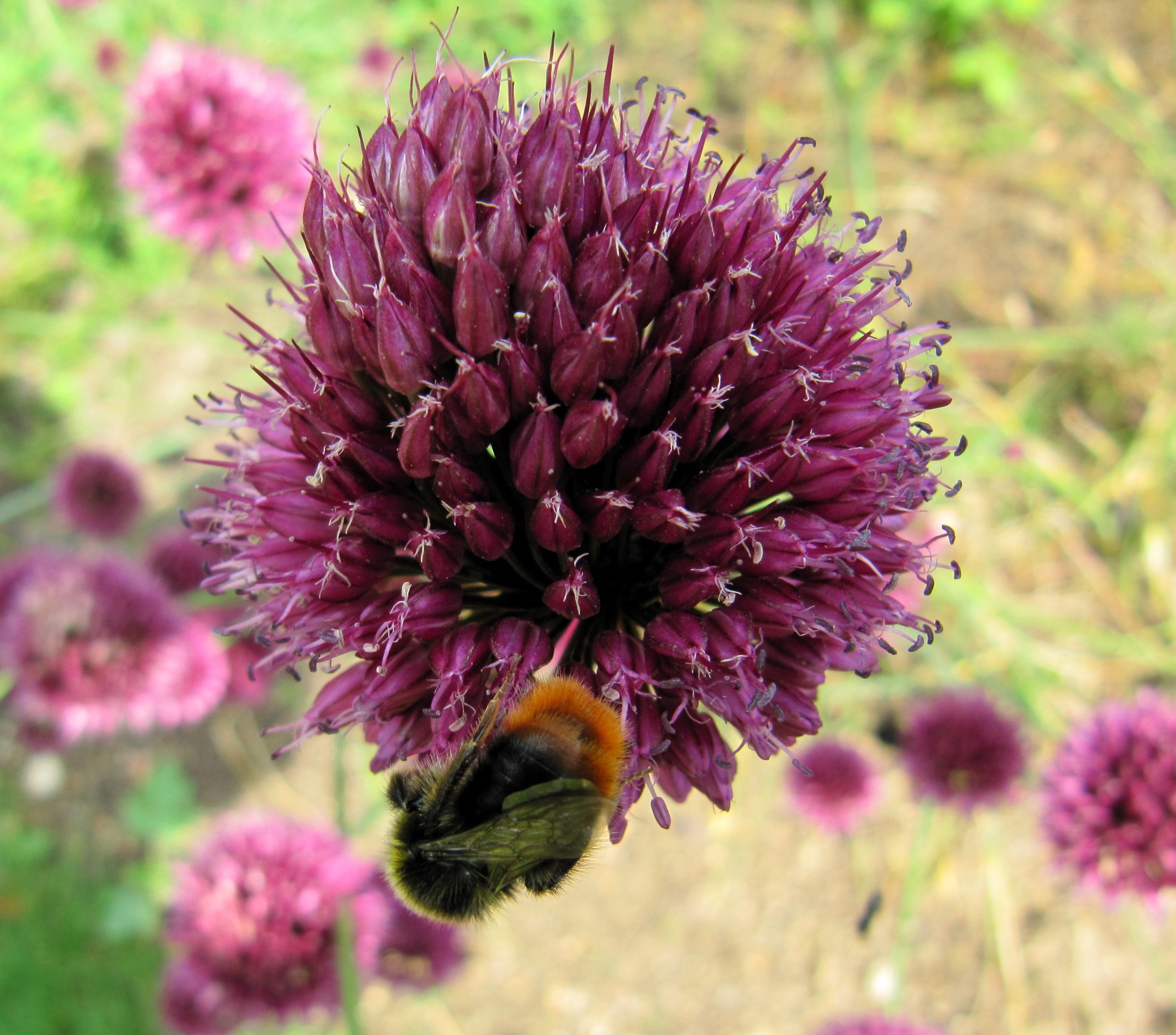 Allium sphaerocephalon L.