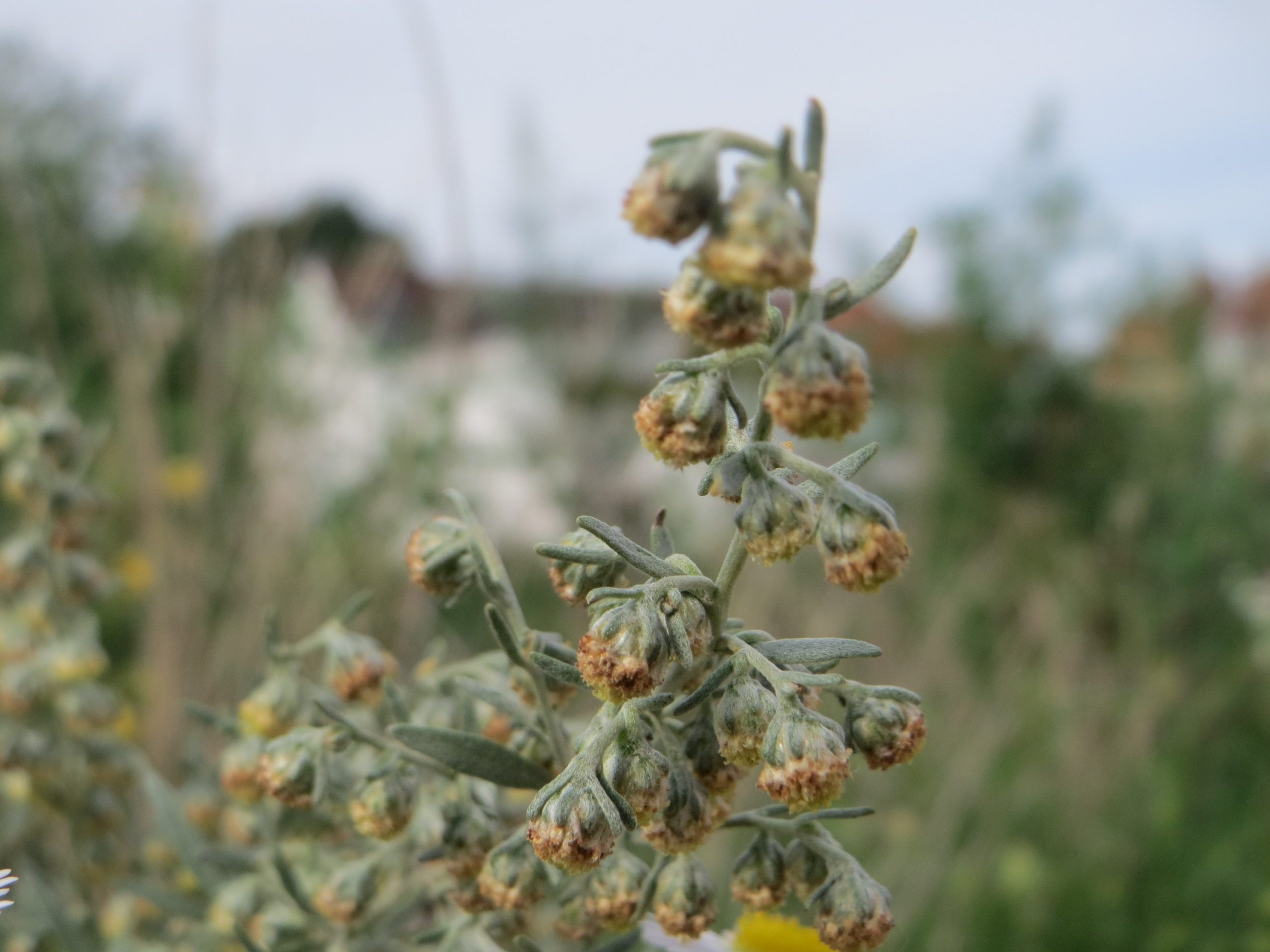 Artemisia absinthium L.