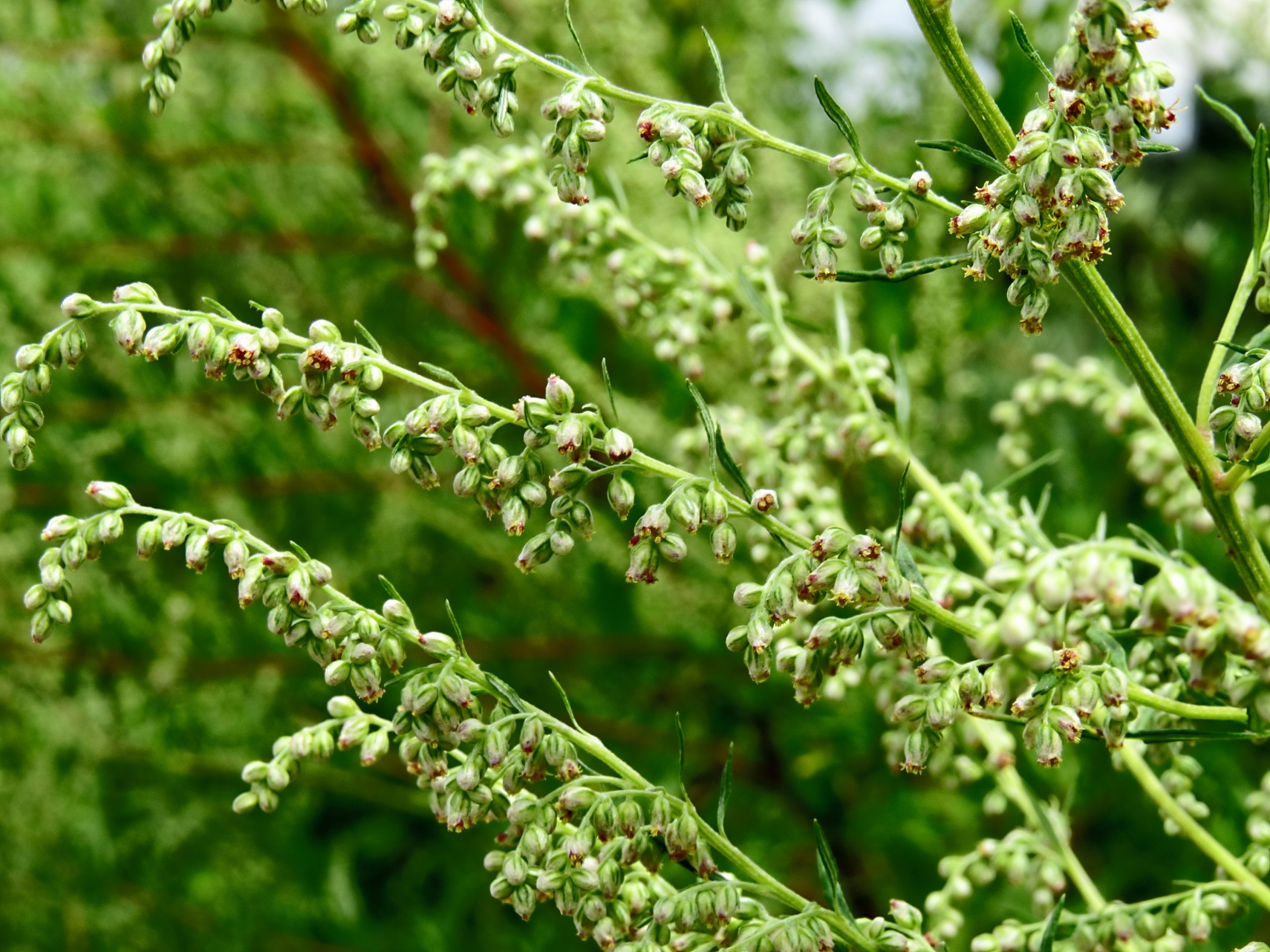 Artemisia vulgaris L.