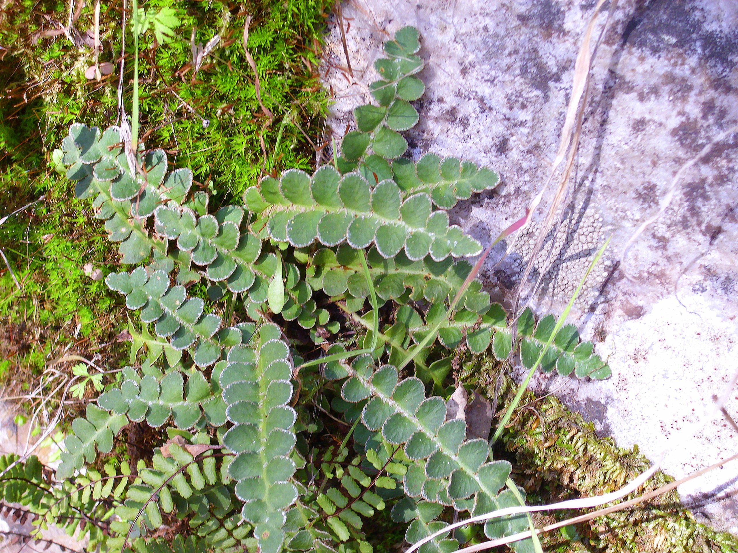 Asplenium ceterach L.