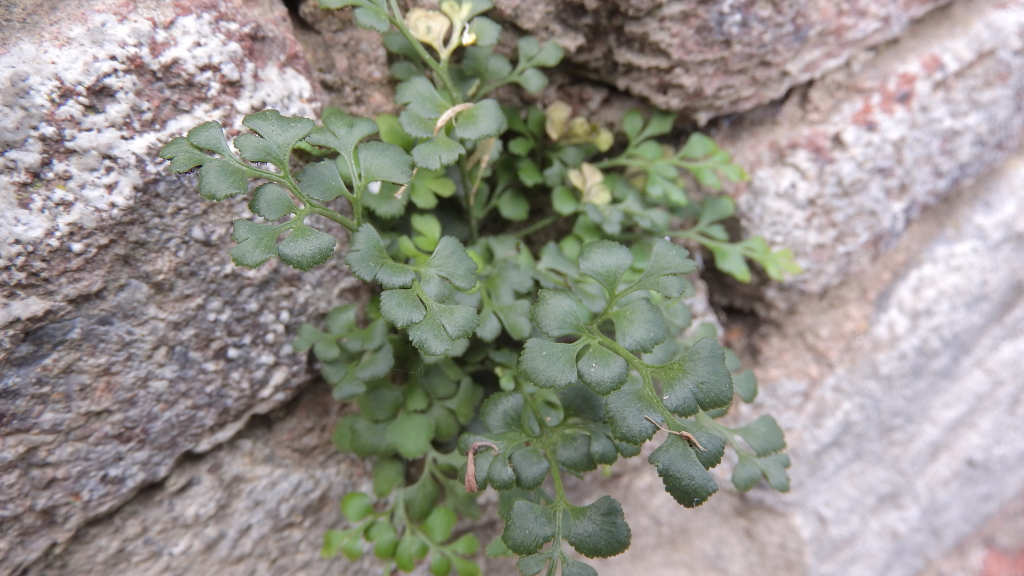 Asplenium ruta-muraria L. subsp. ruta-muraria