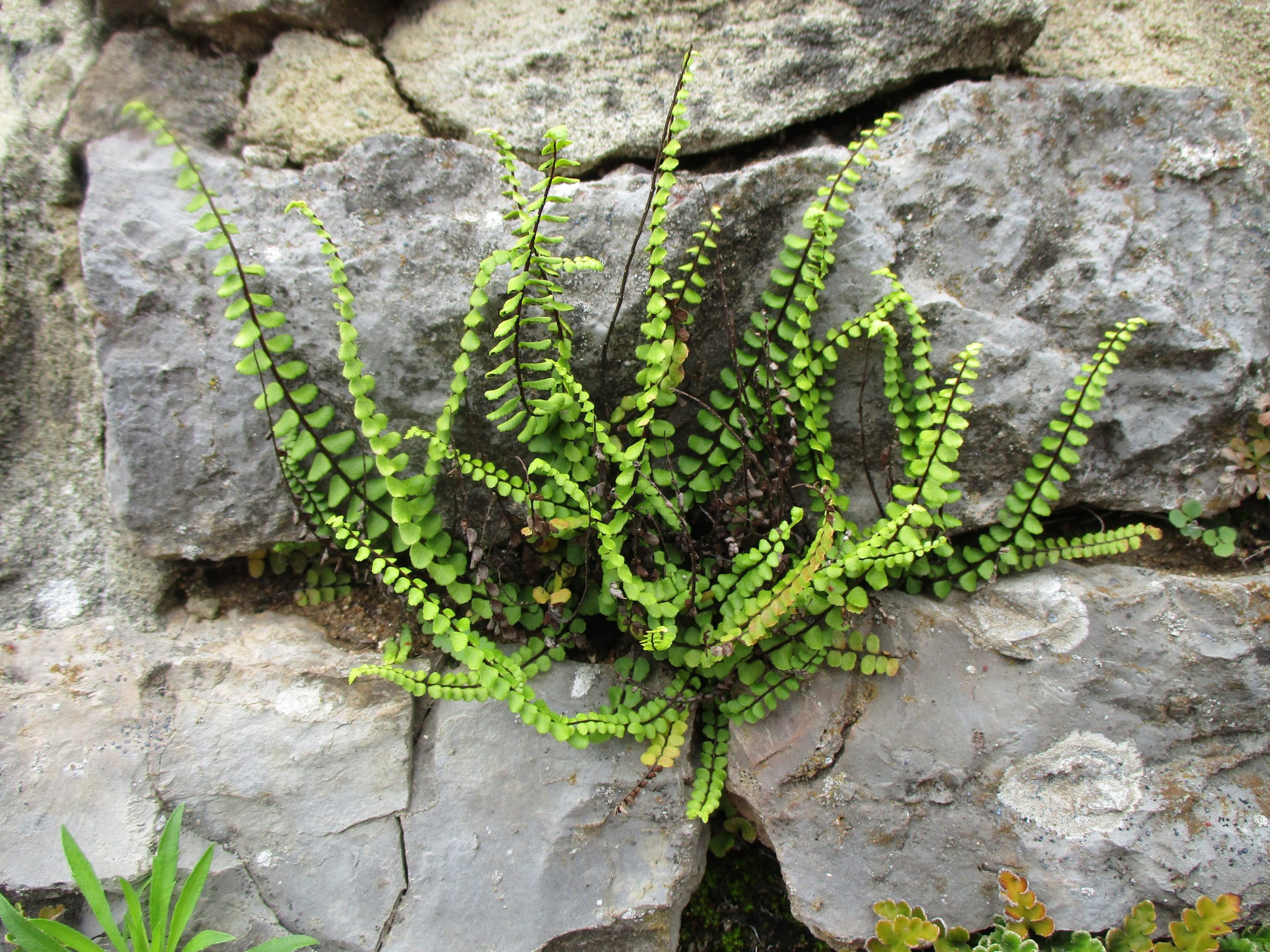 Asplenium trichomanes L. subsp. quadrivalens D.E.Mey.