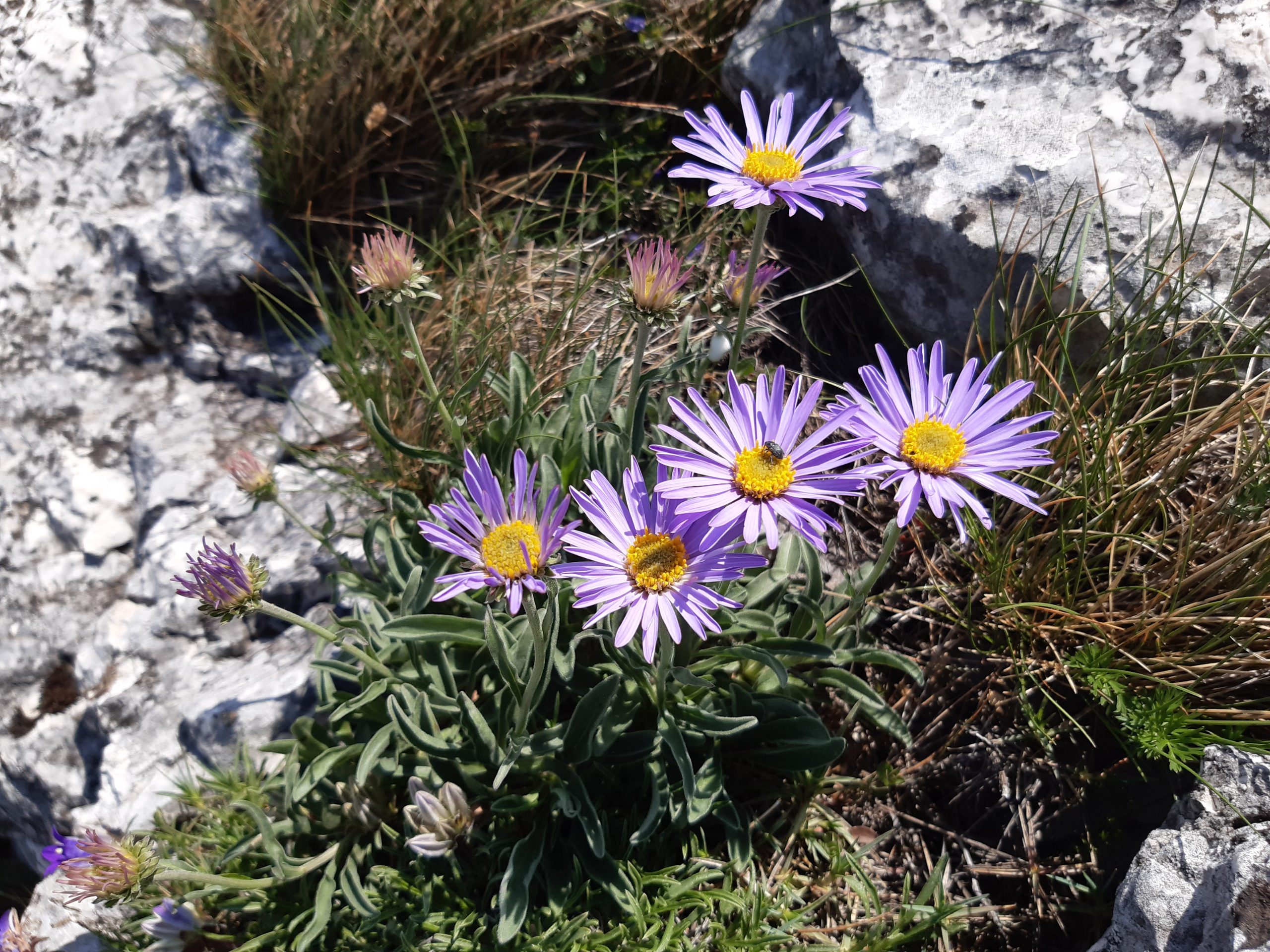 Aster alpinus L. subsp. alpinus
