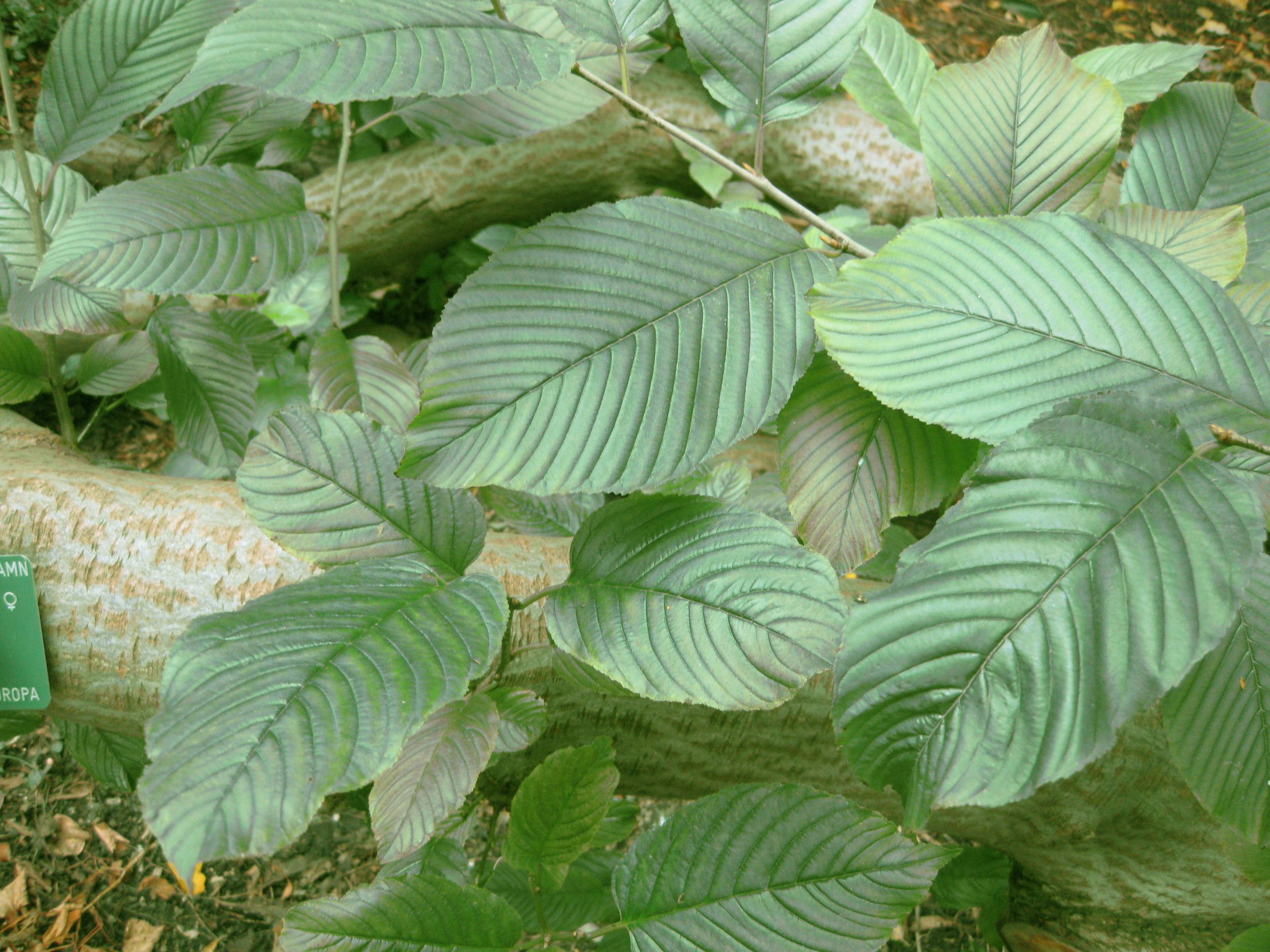 Atadinus alpinus (L.) Raf.