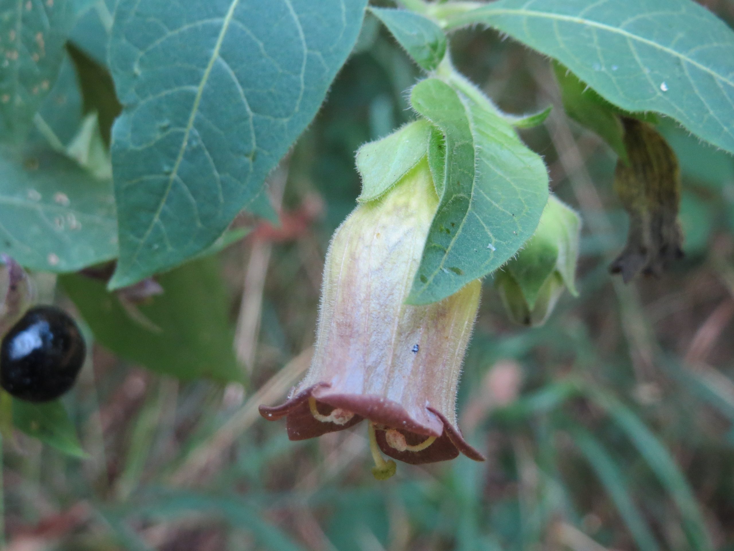Atropa belladonna L.