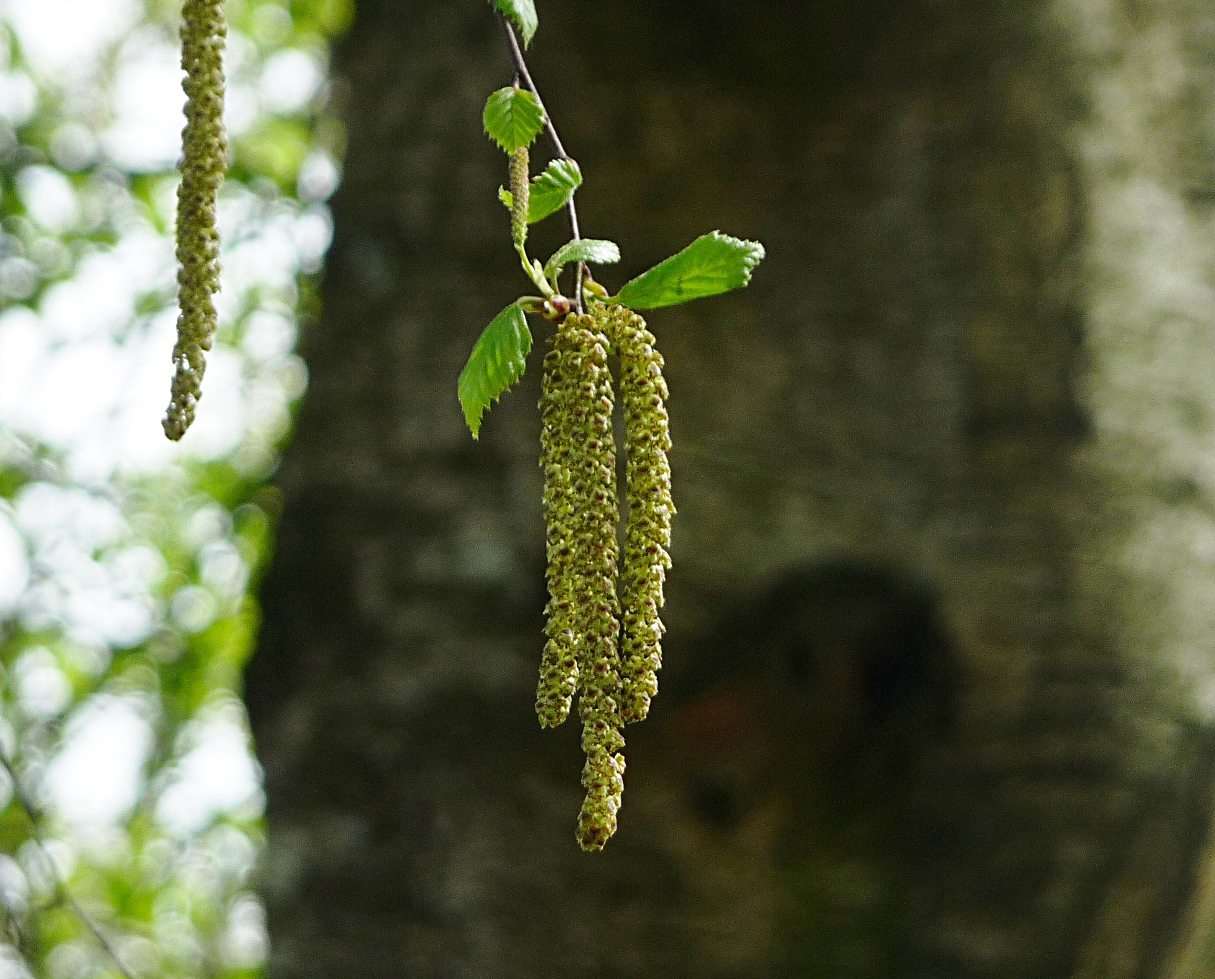 Betula pendula Roth