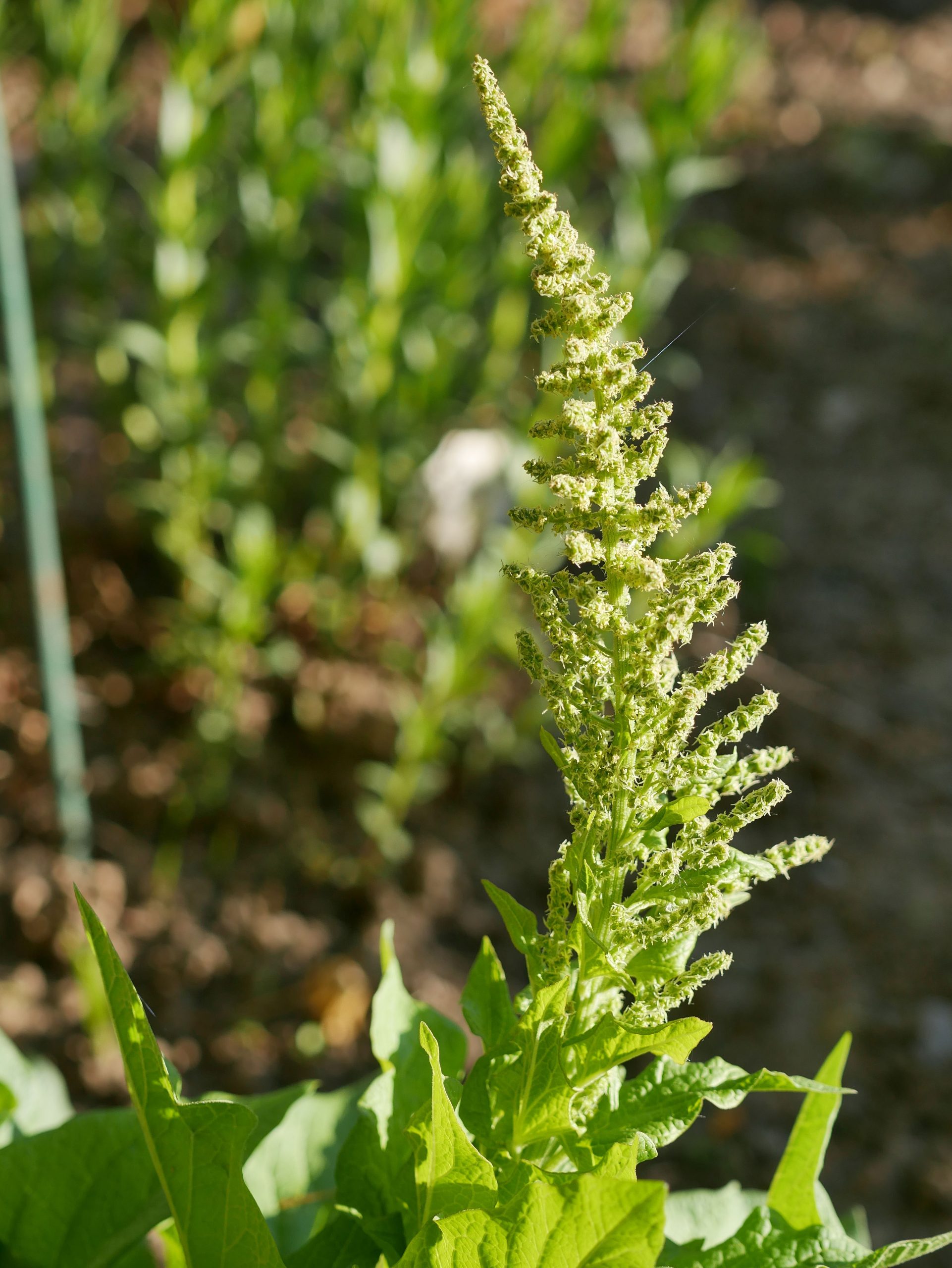 Blitum bonus-henricus (L.) Rchb.