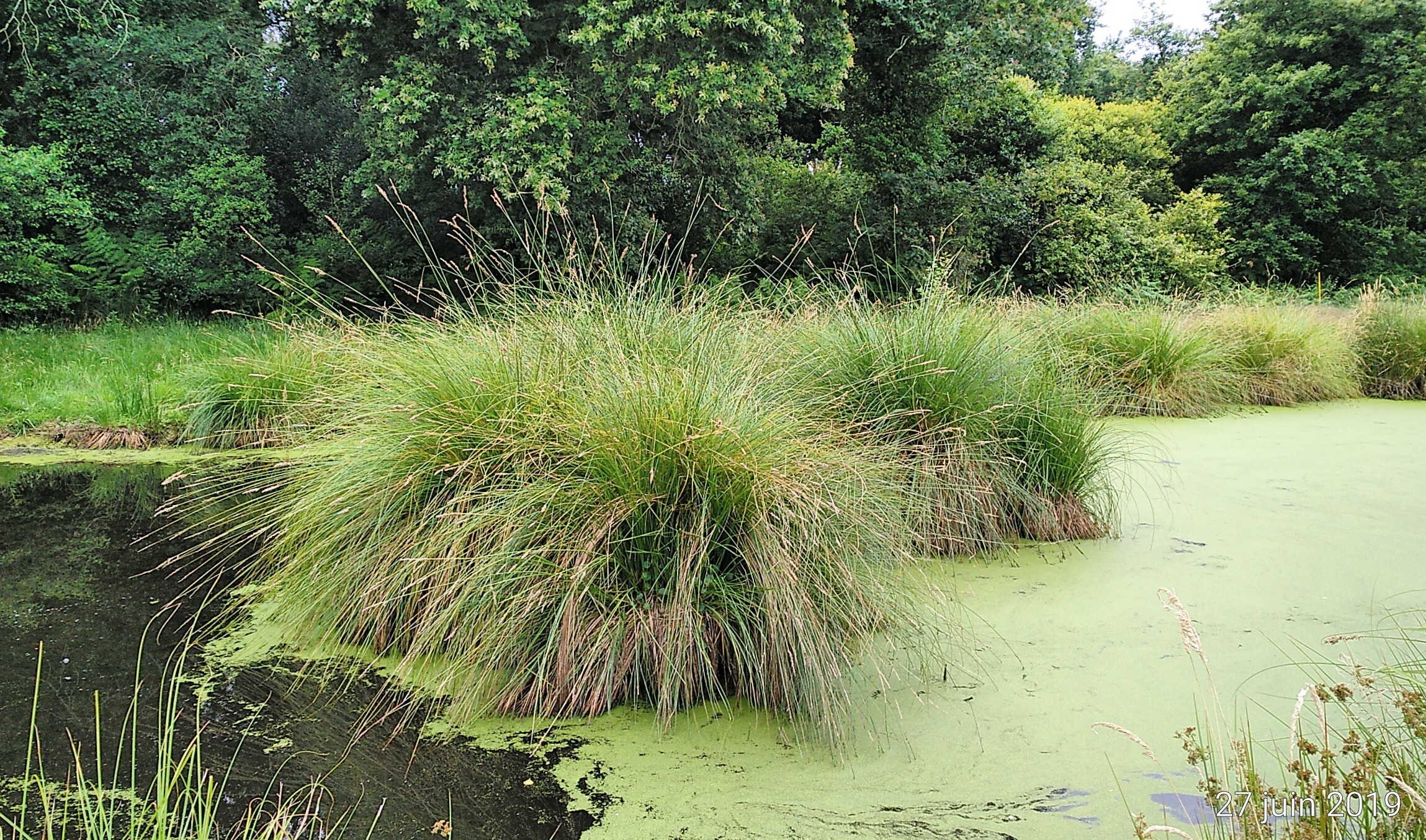 Carex paniculata L. subsp. paniculata