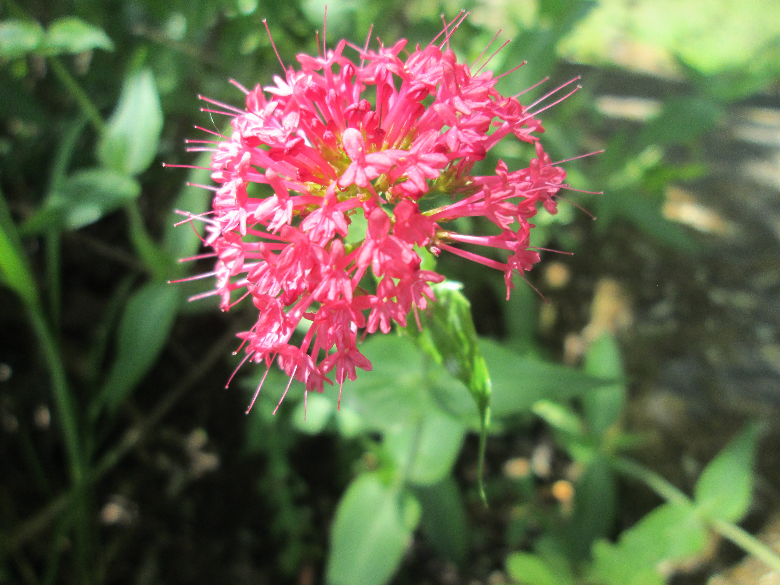 Centranthus ruber (L.) DC. subsp. ruber