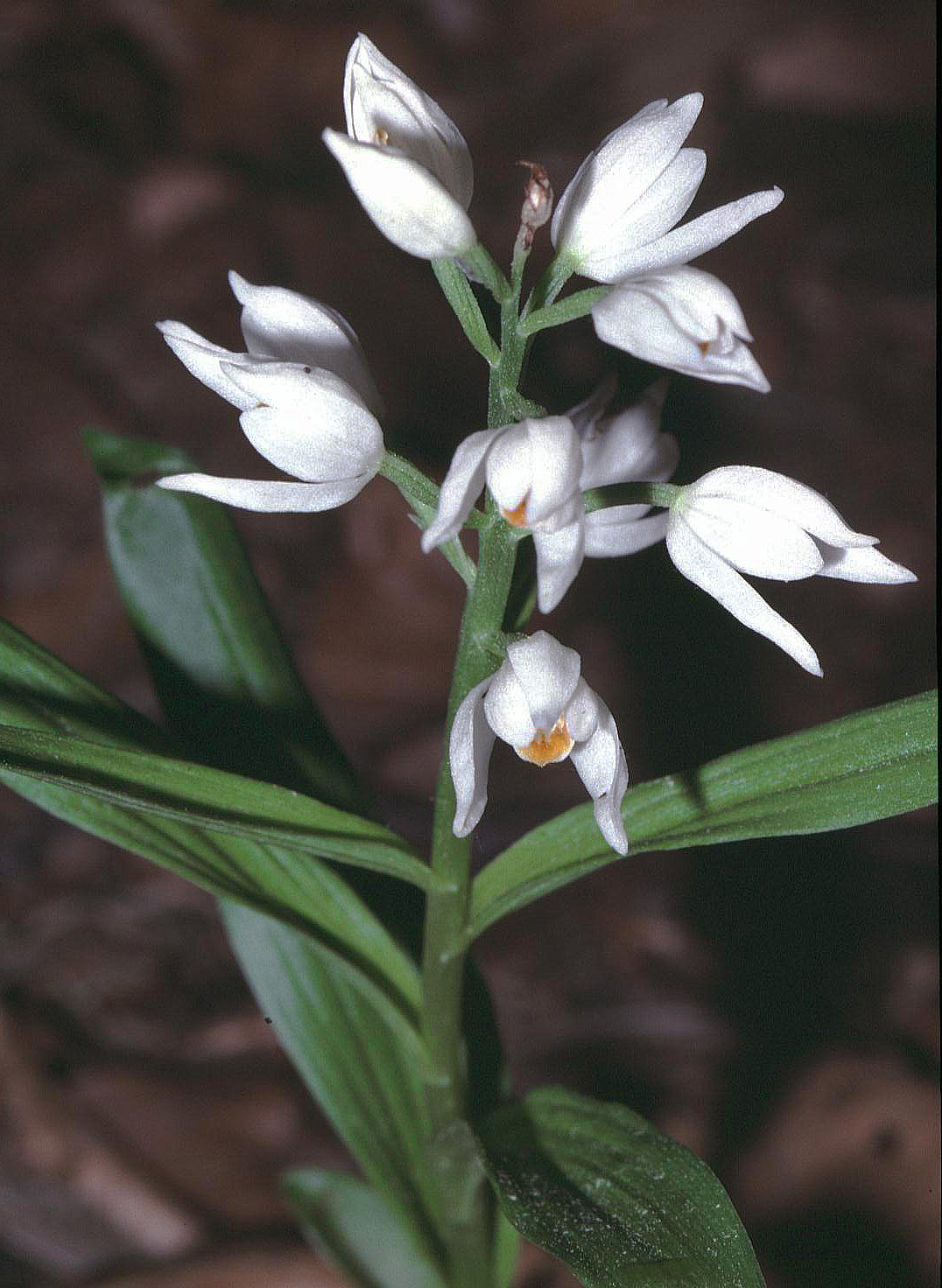 Cephalanthera longifolia (L.) Fritsch