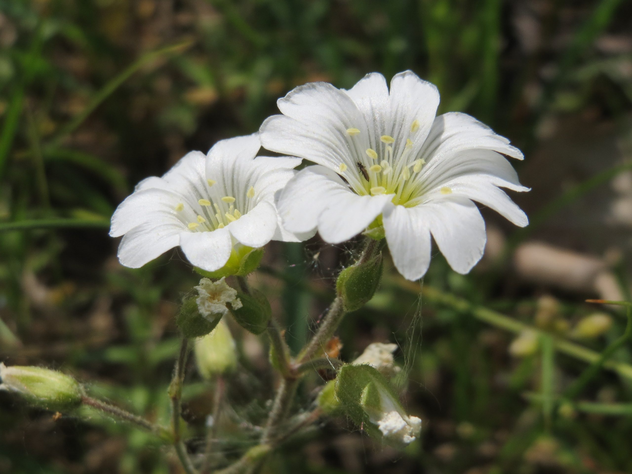 Cerastium arvense L.