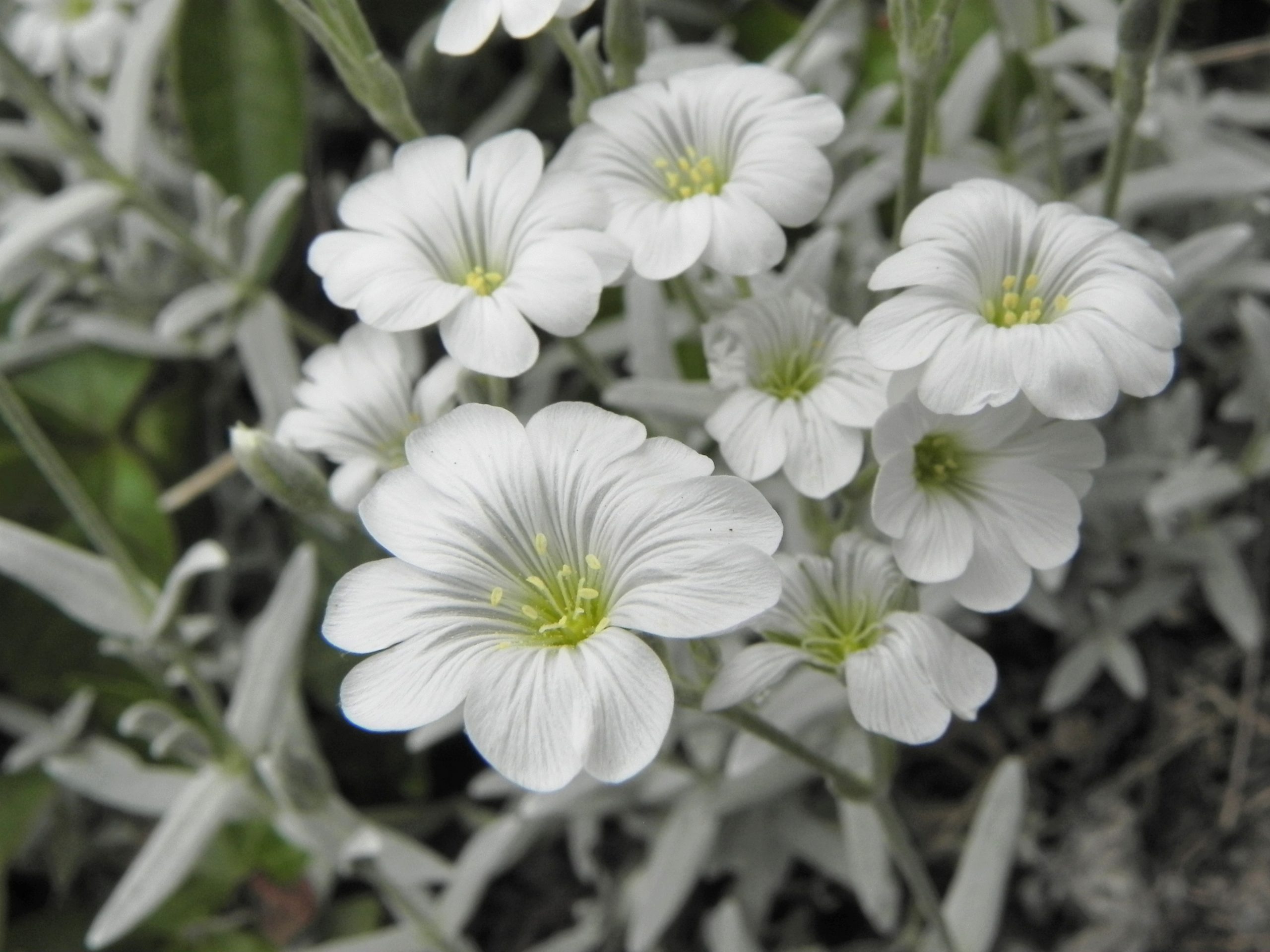Cerastium tomentosum L.