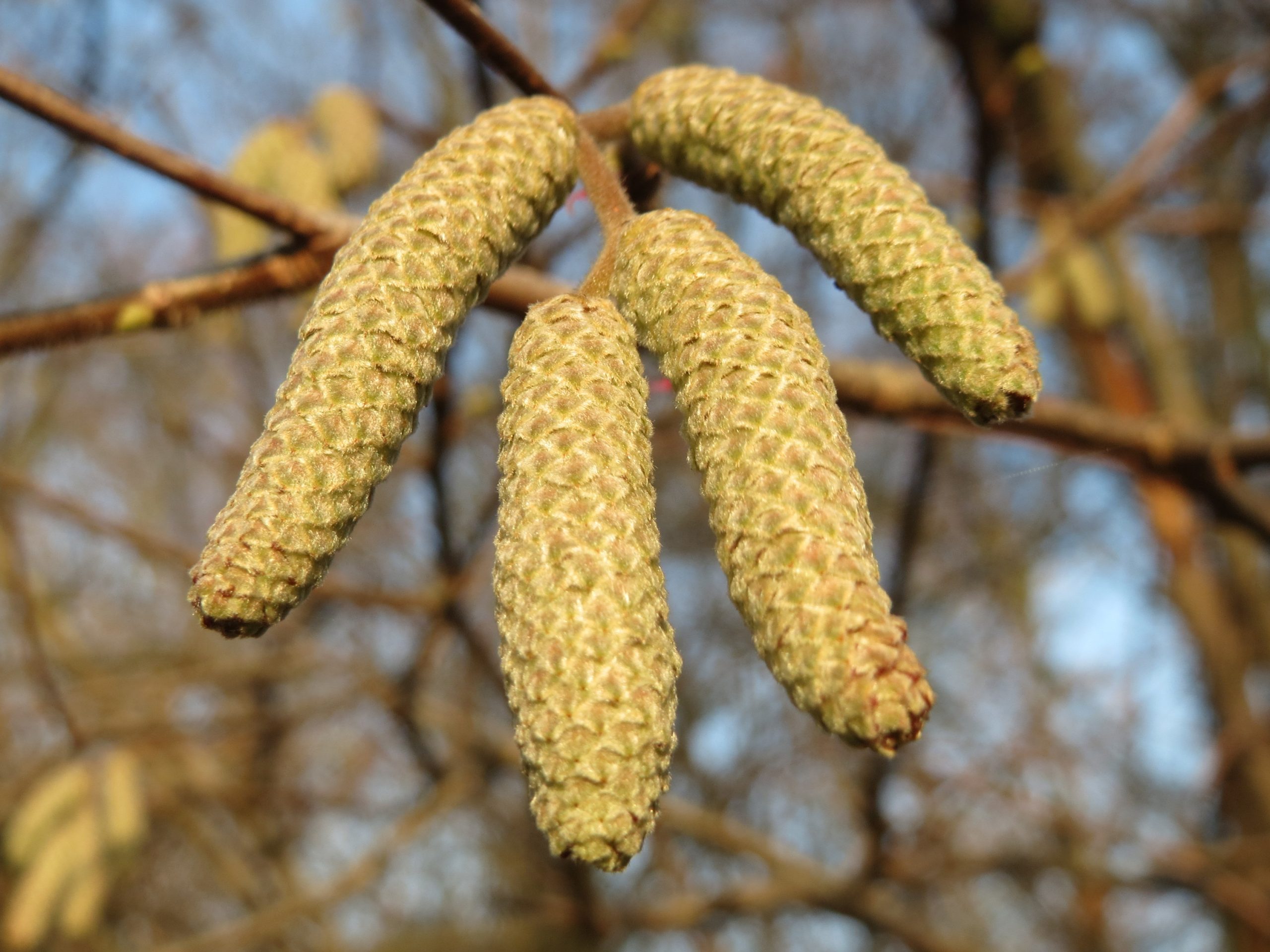 Corylus avellana L.