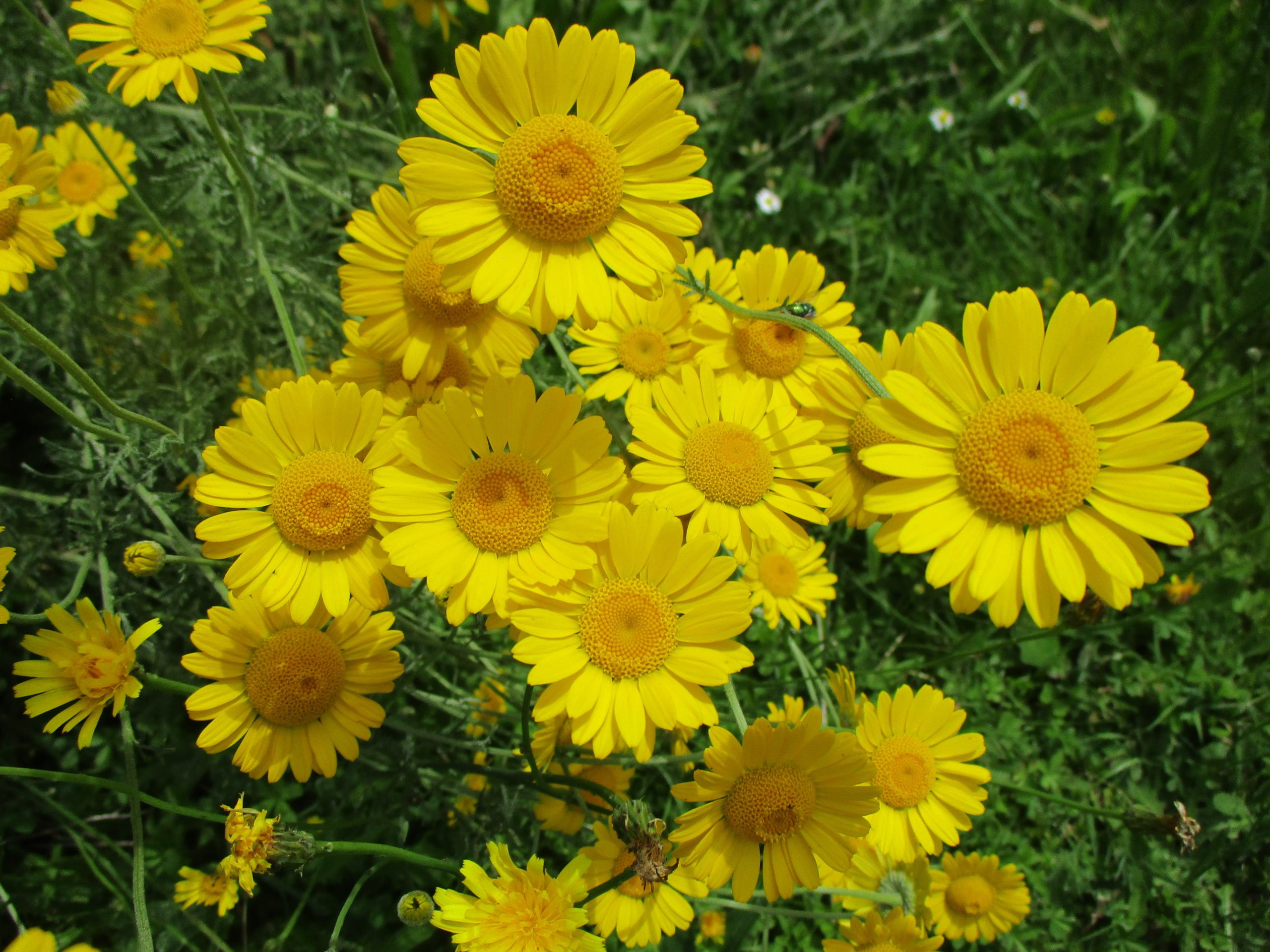Cota tinctoria (L.) J.Gay