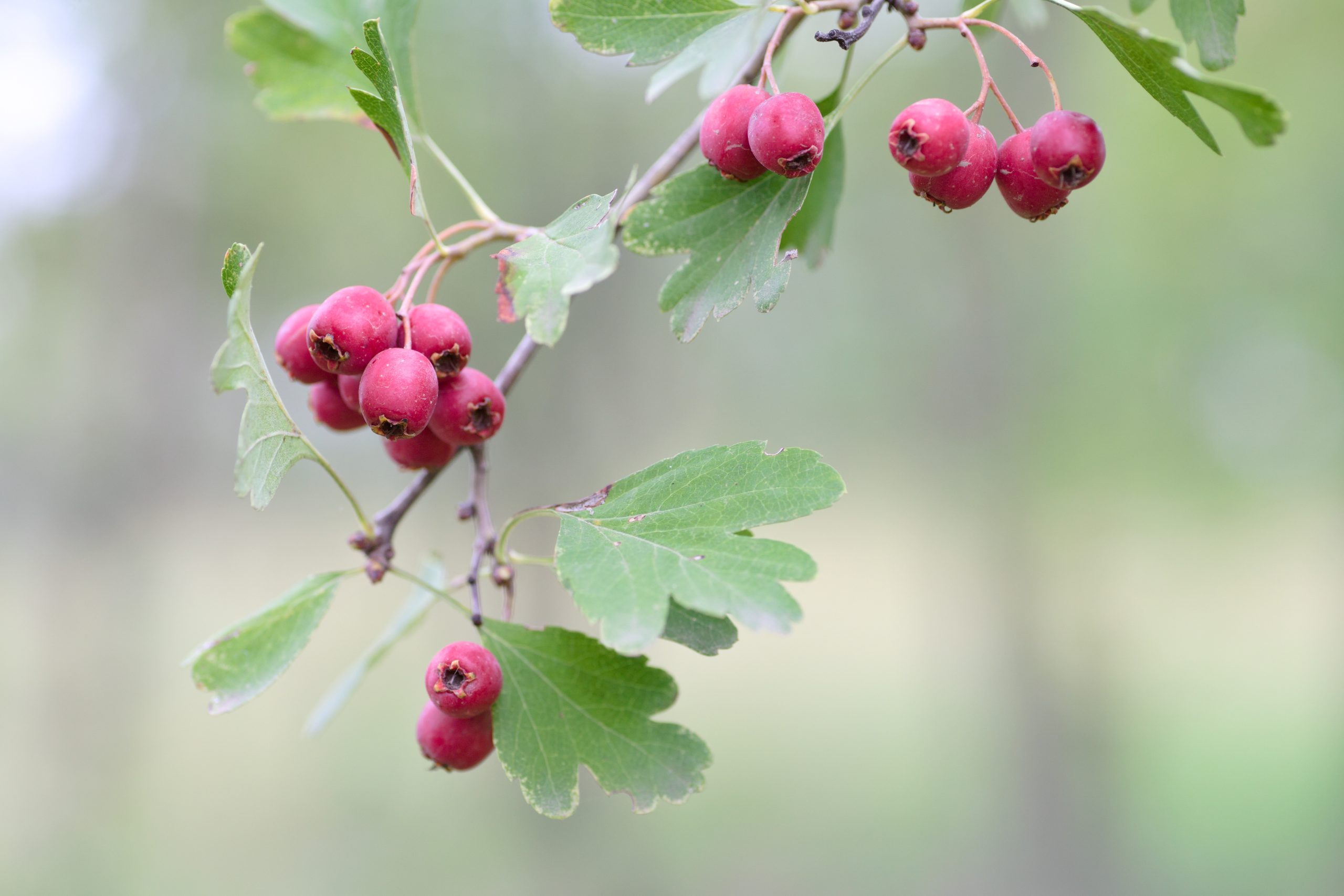 Crataegus monogyna Jacq.