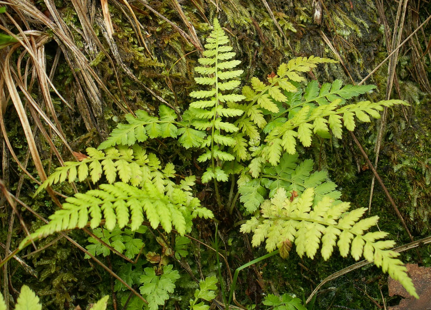 Cystopteris fragilis (L.) Bernh.