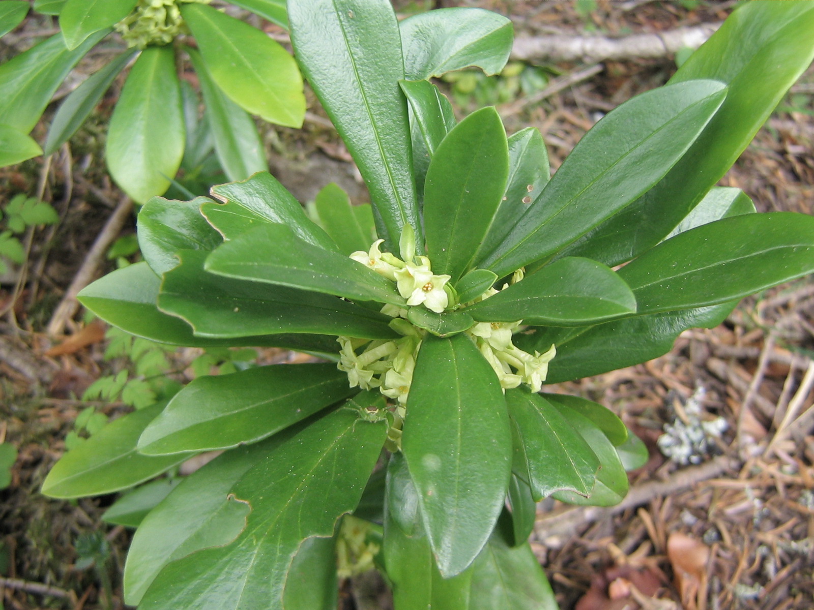 Daphne laureola L.