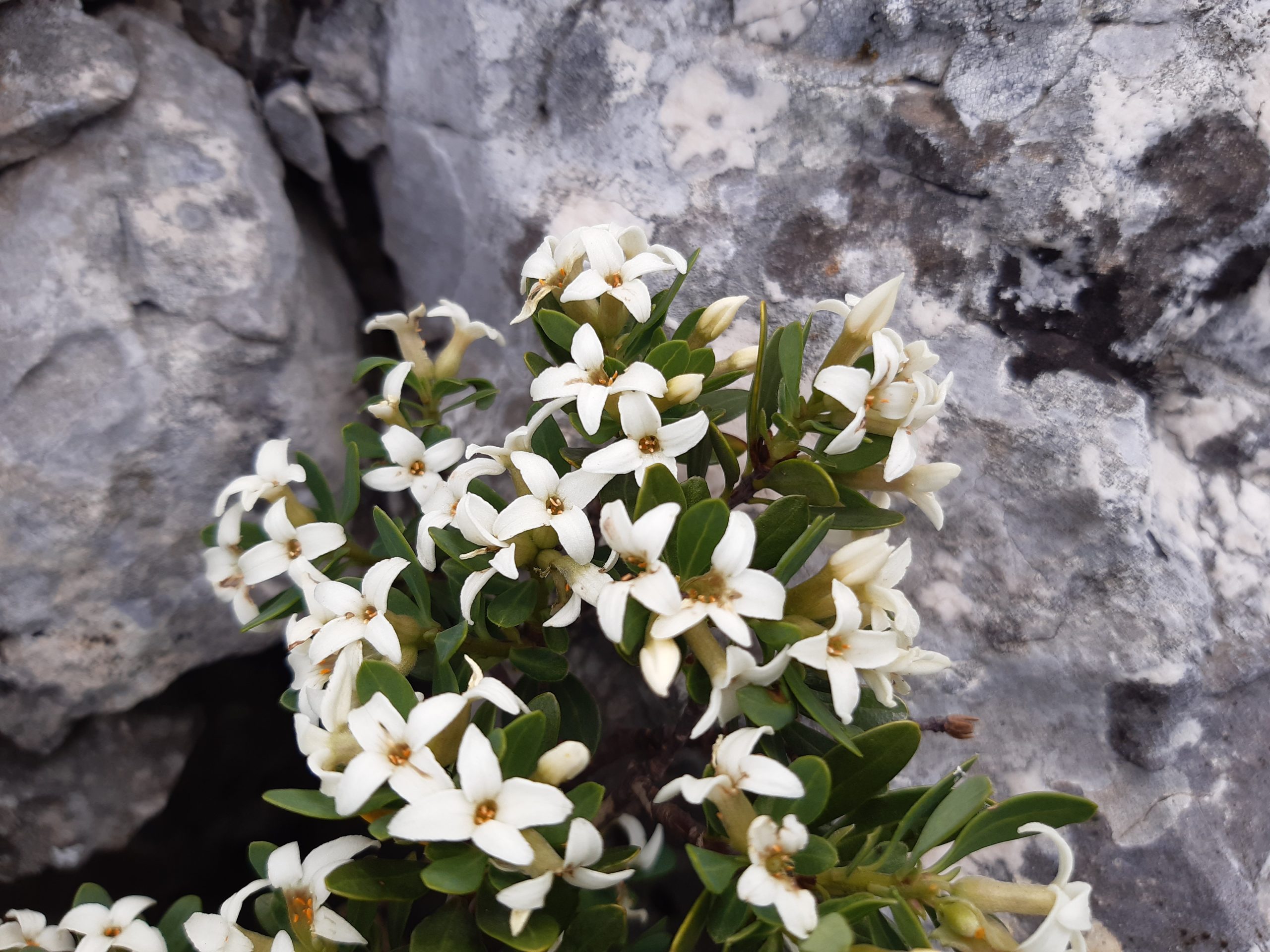 Daphne oleoides Schreb. subsp. oleoides