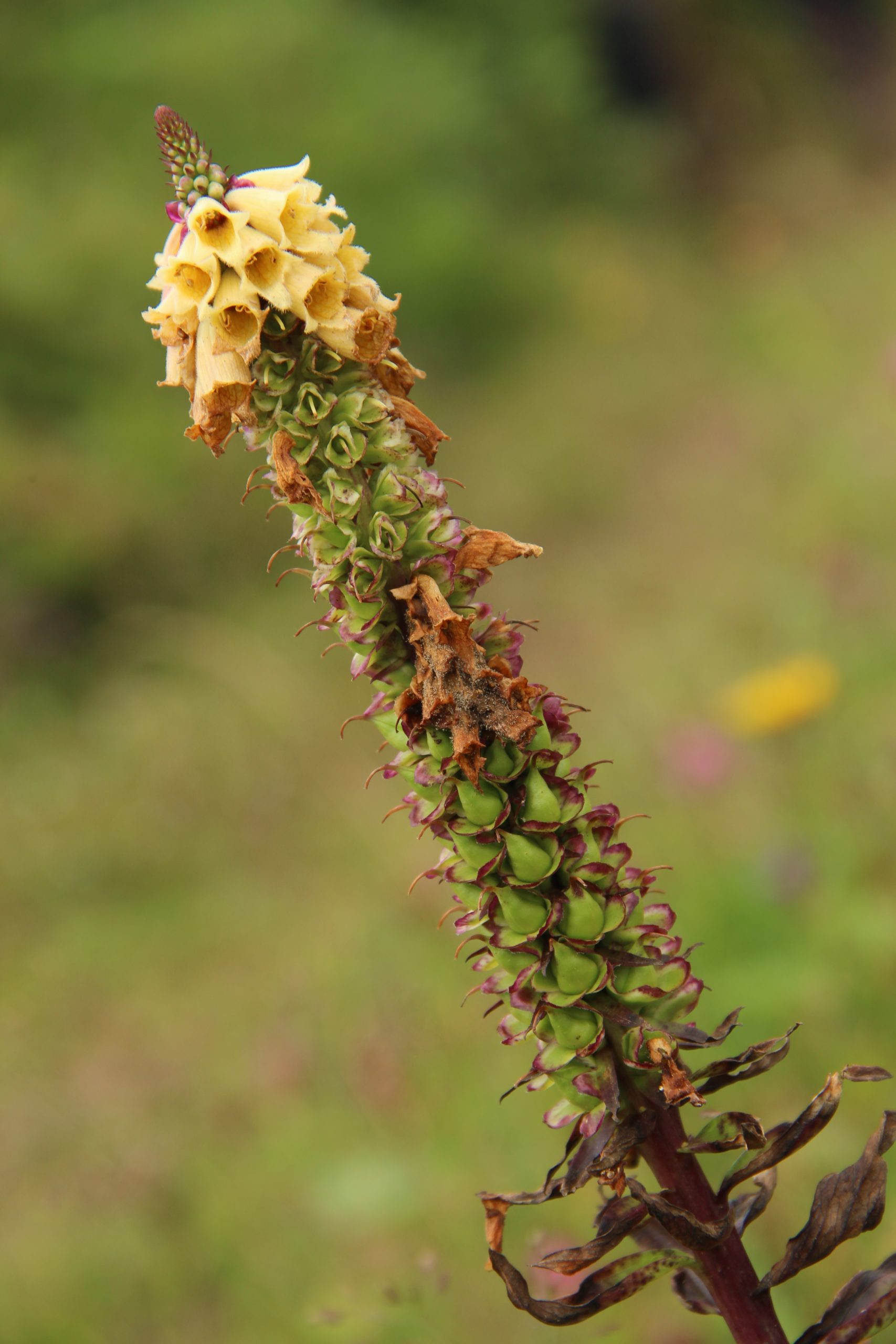 Digitalis ferruginea L.