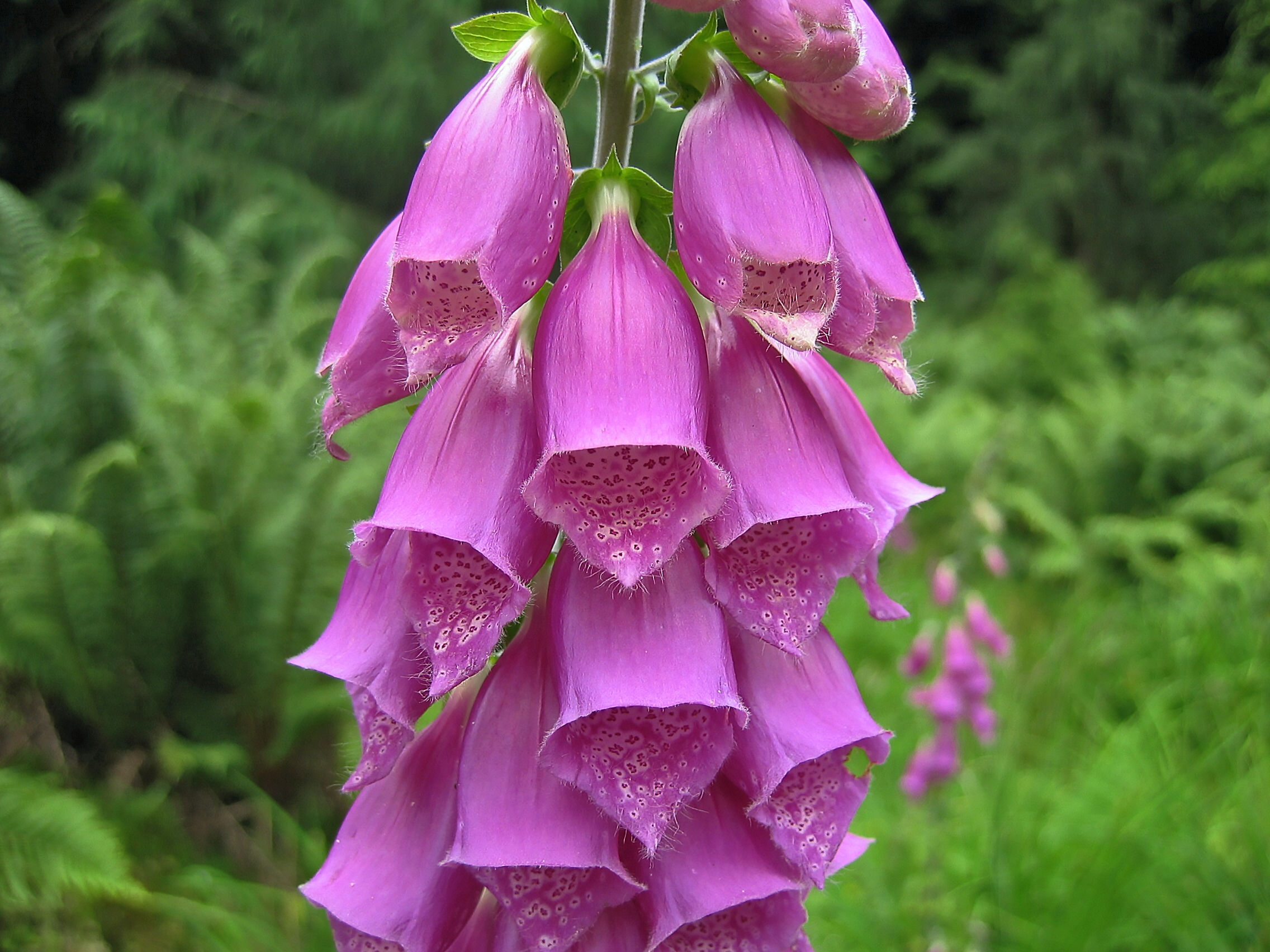 Digitalis purpurea L.