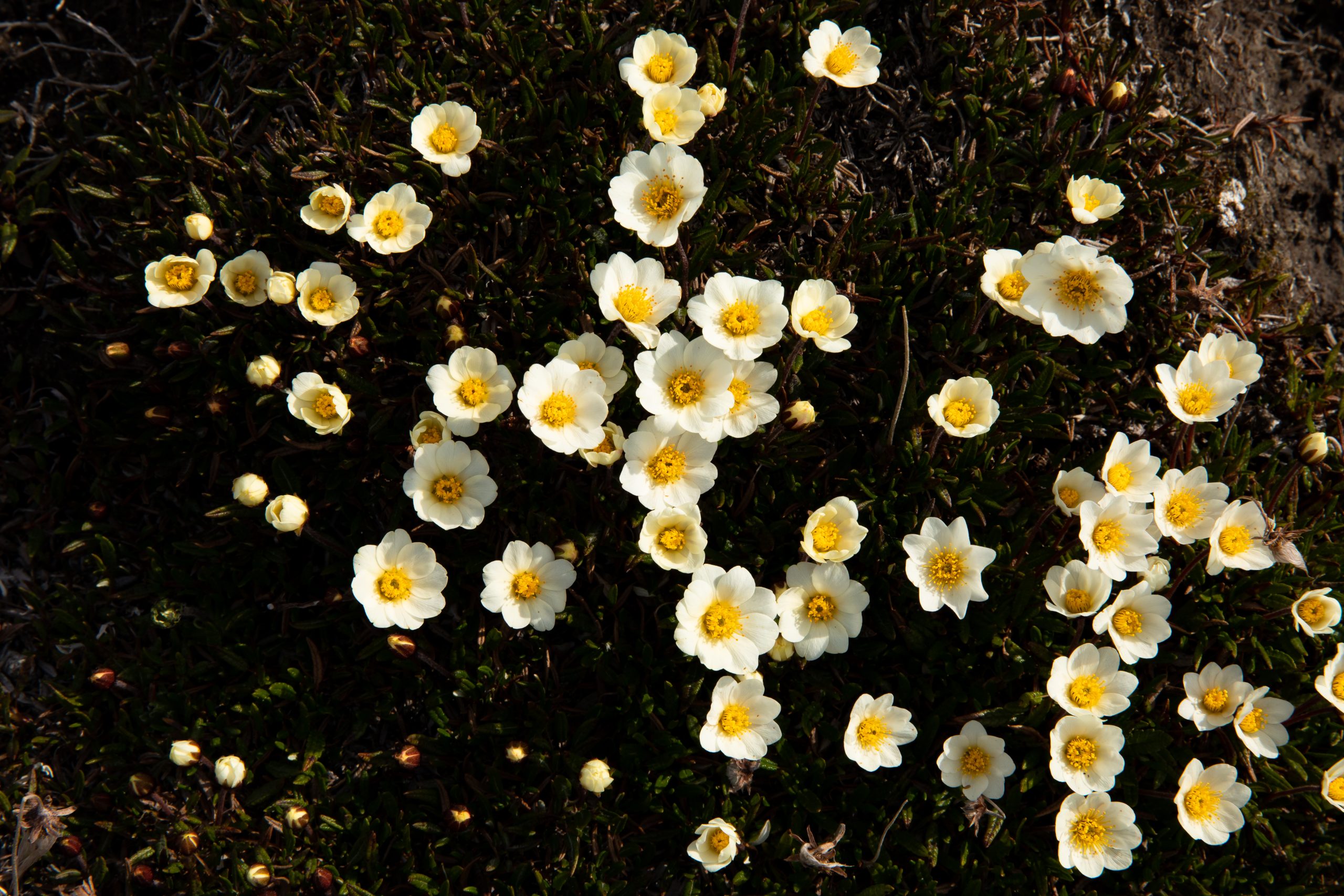 Dryas octopetala L. subsp. octopetala