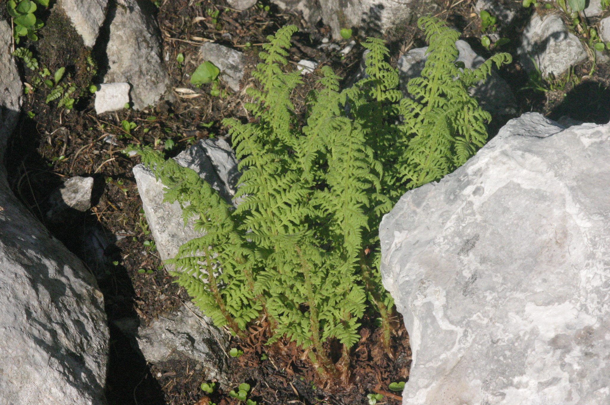 Dryopteris villarii (Bellardi) Woyn. ex Schinz & Thell.