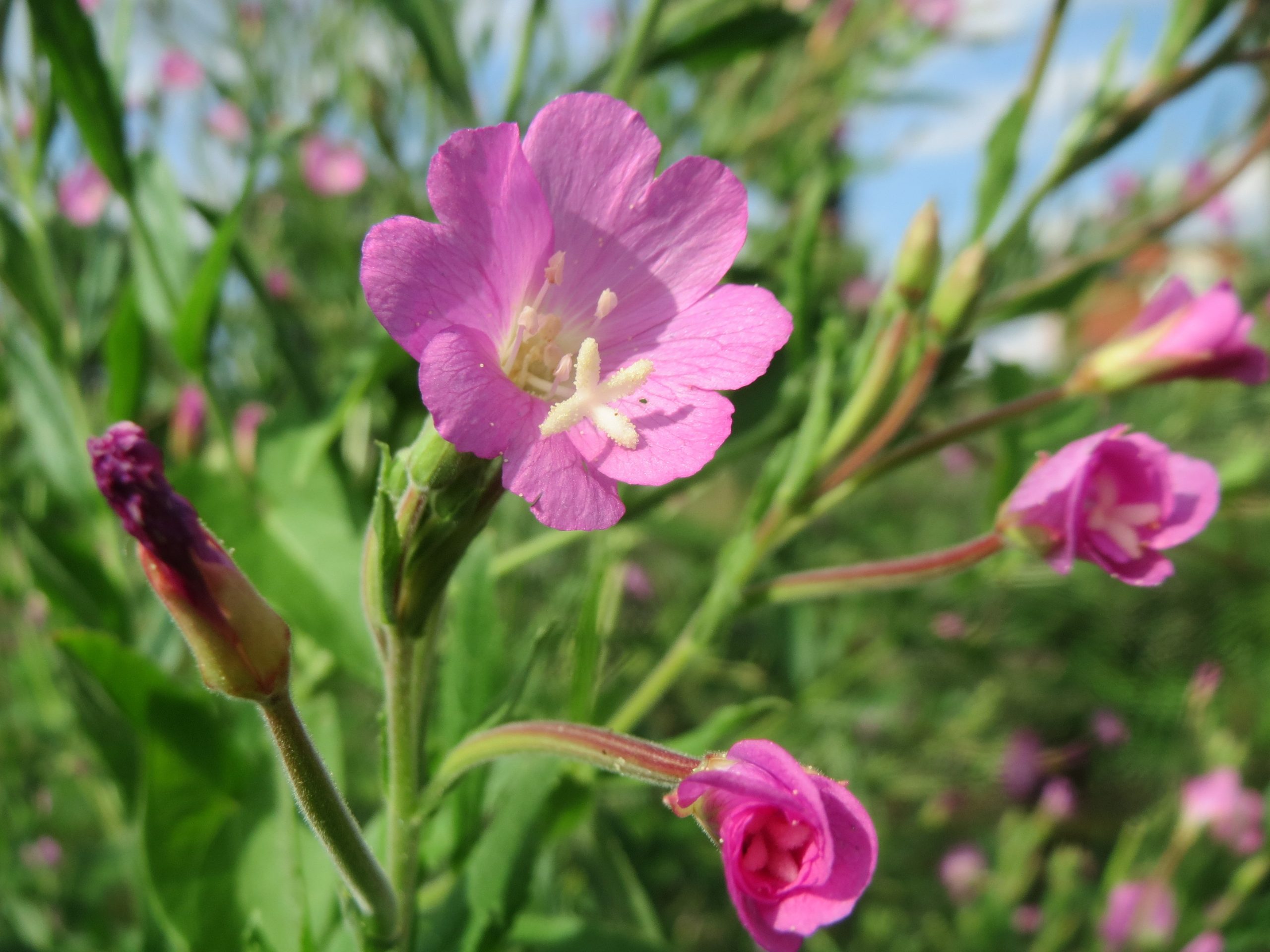 Epilobium hirsutum L.