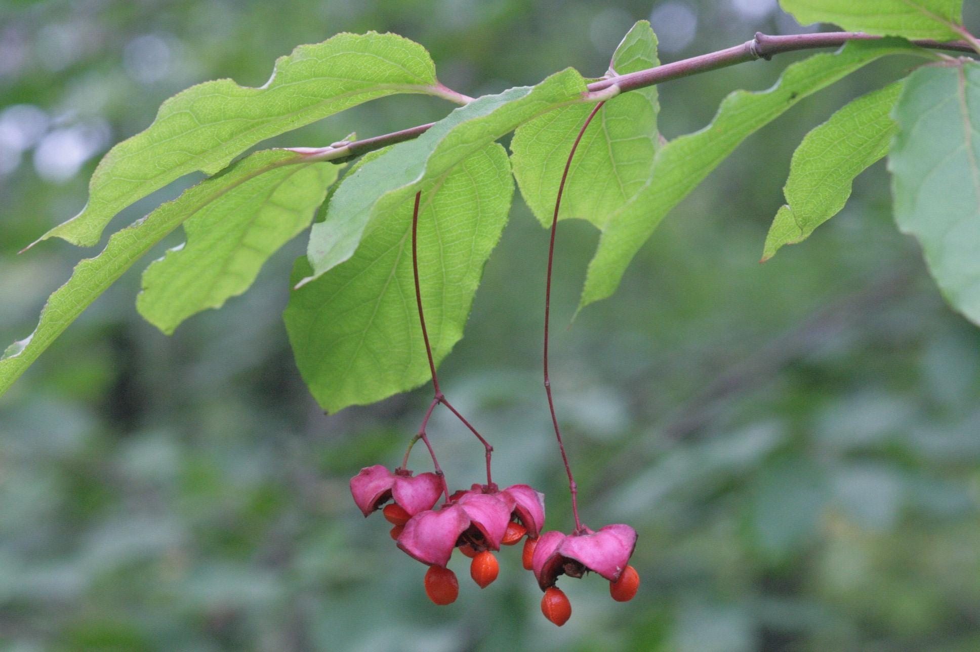 Euonymus latifolius (L.) Mill. subsp. latifolius