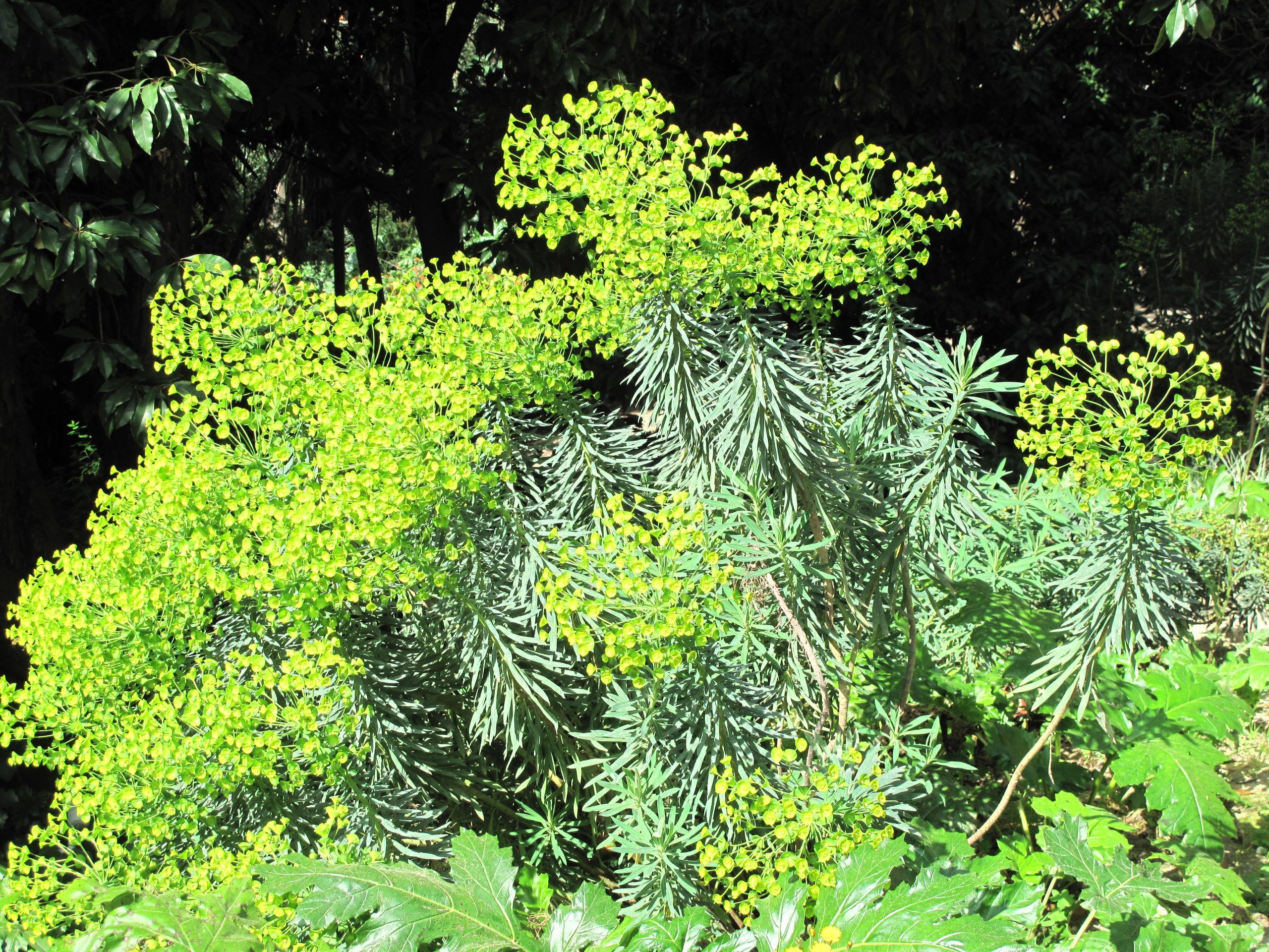 Euphorbia characias L.