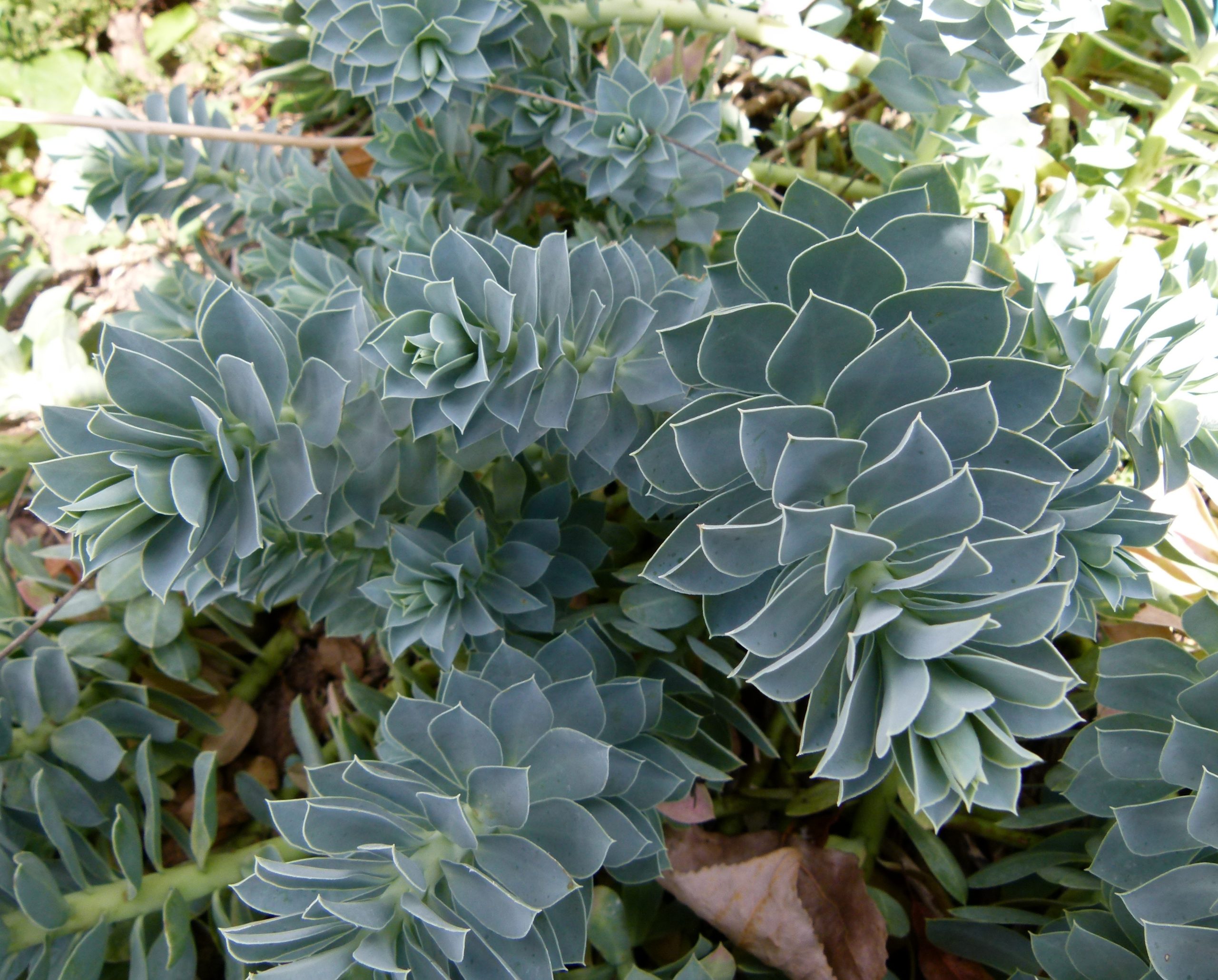 Euphorbia myrsinites L. subsp. myrsinites