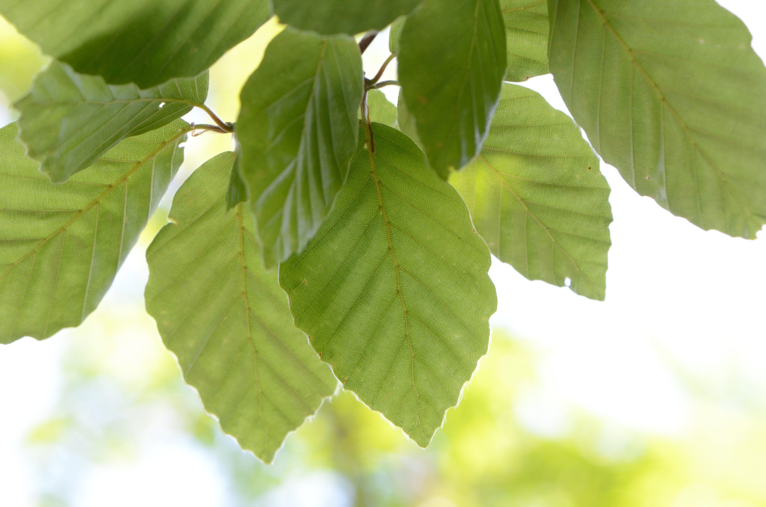 Fagus sylvatica L.
